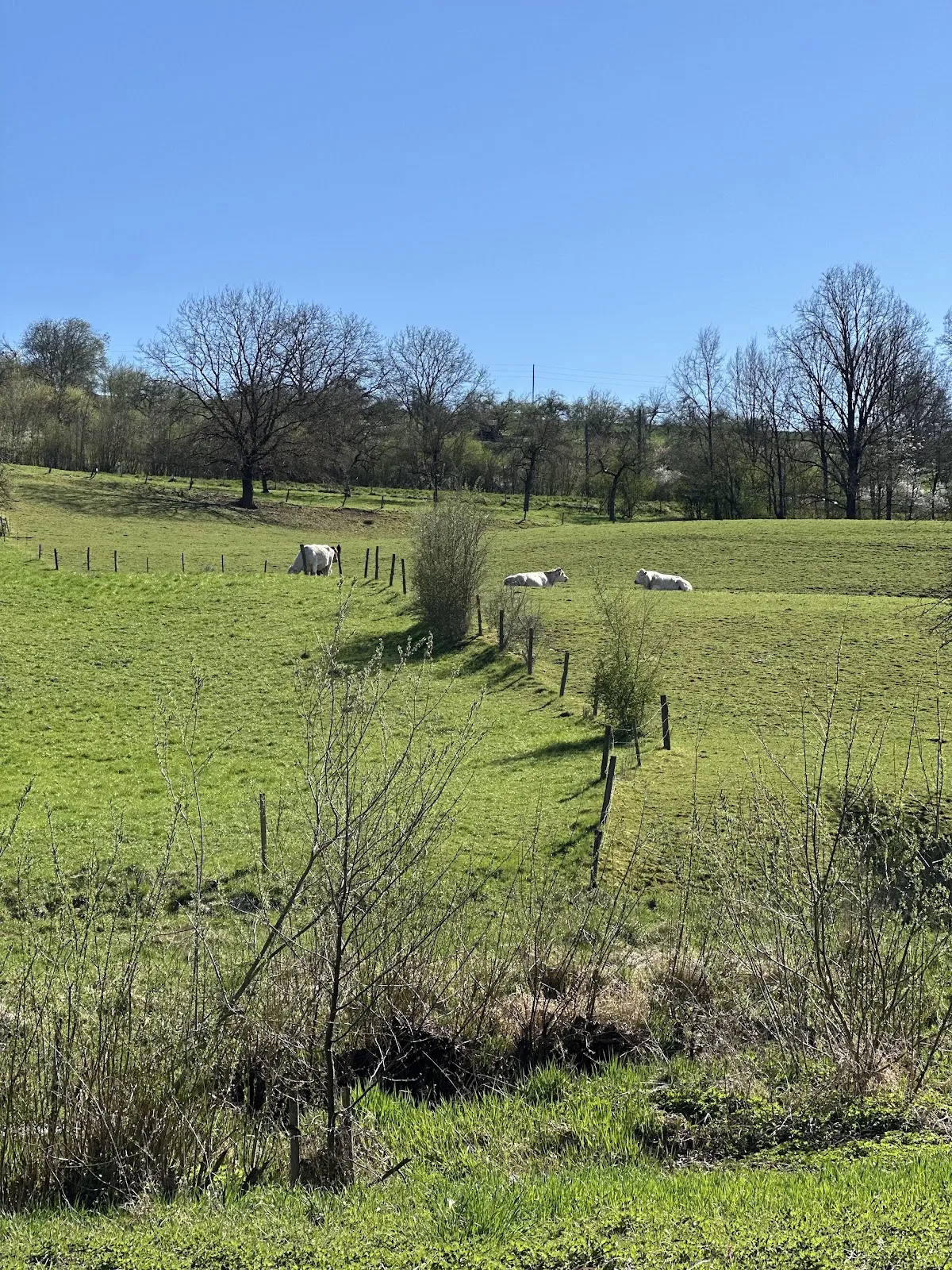 Вид на озеро Бойтванг в Нюртингене, Германия, с зелеными берегами и чистой водой.