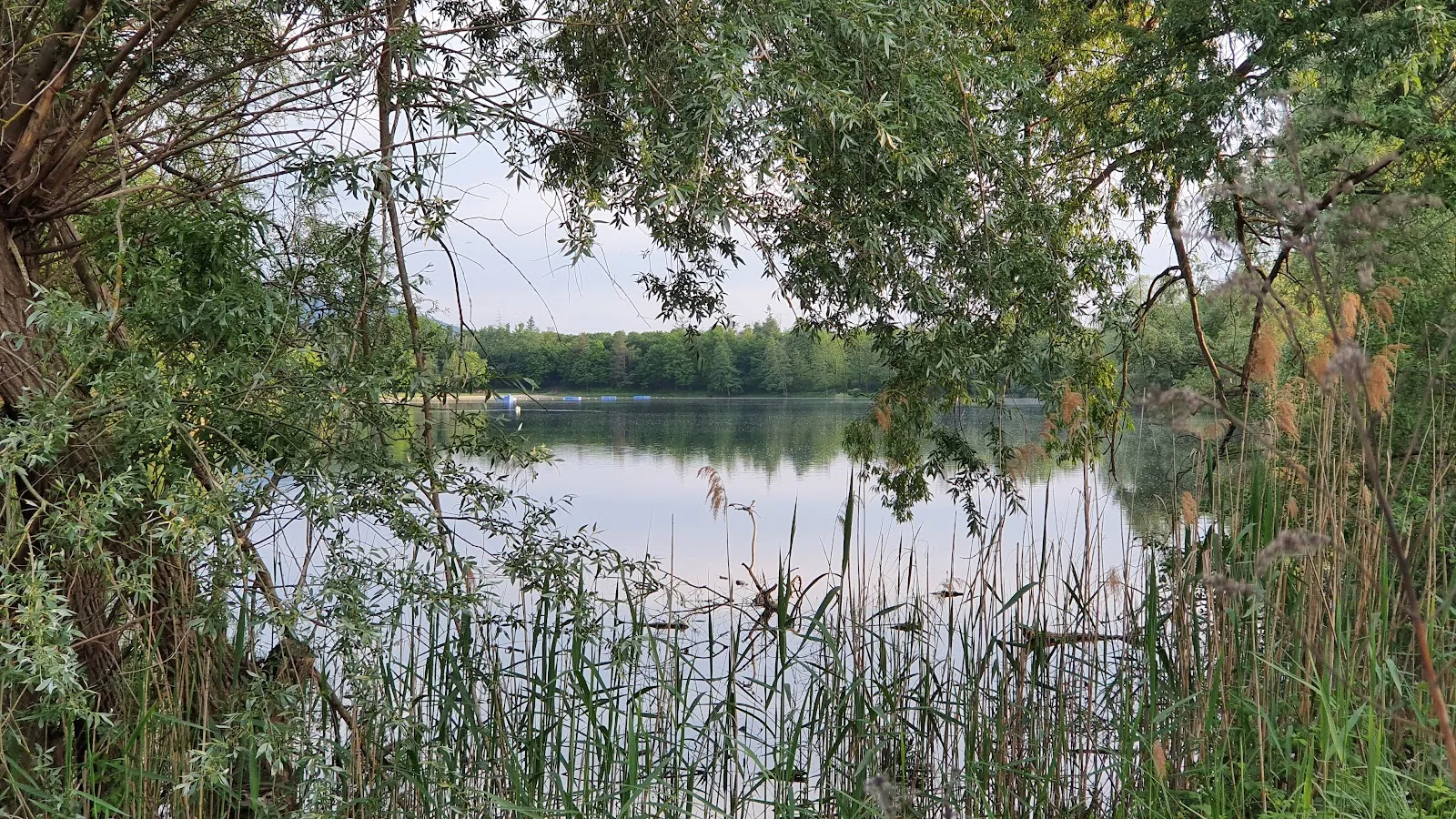 Вид на озеро Бухциг с зеленой травой и деревьями.