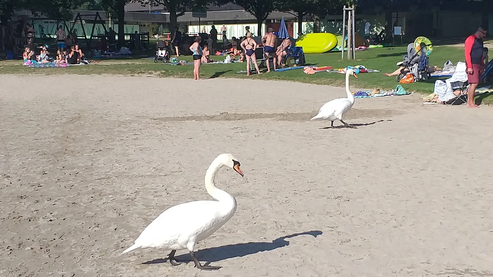 Вид на озеро Бухциг с зеленой травой и деревьями.