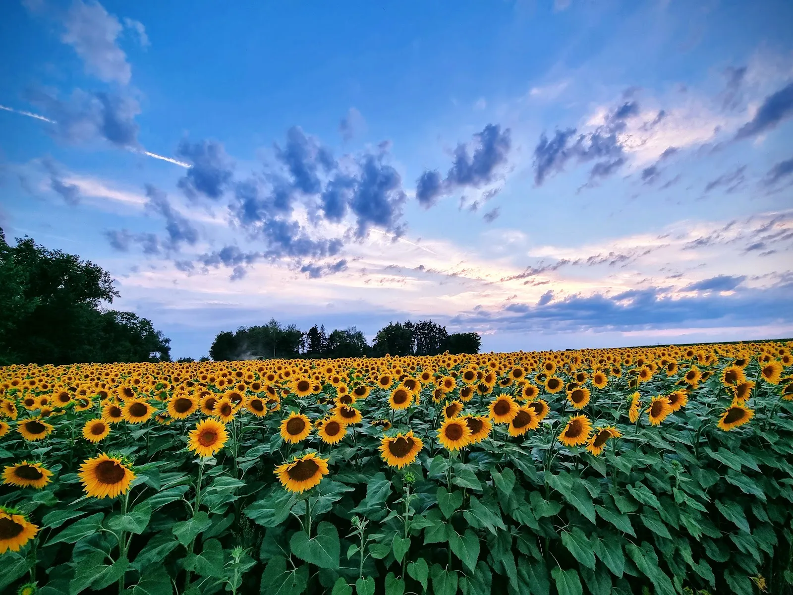 Вид на озеро Эрлахзе с деревьями по берегам