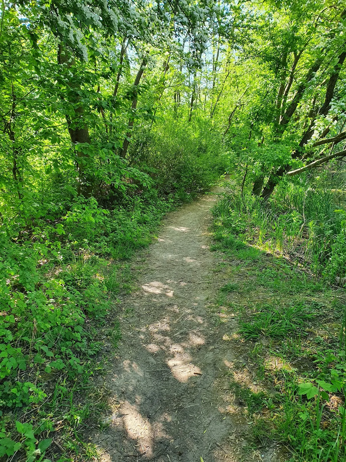 Вид на озеро Эрлахзе с деревьями по берегам
