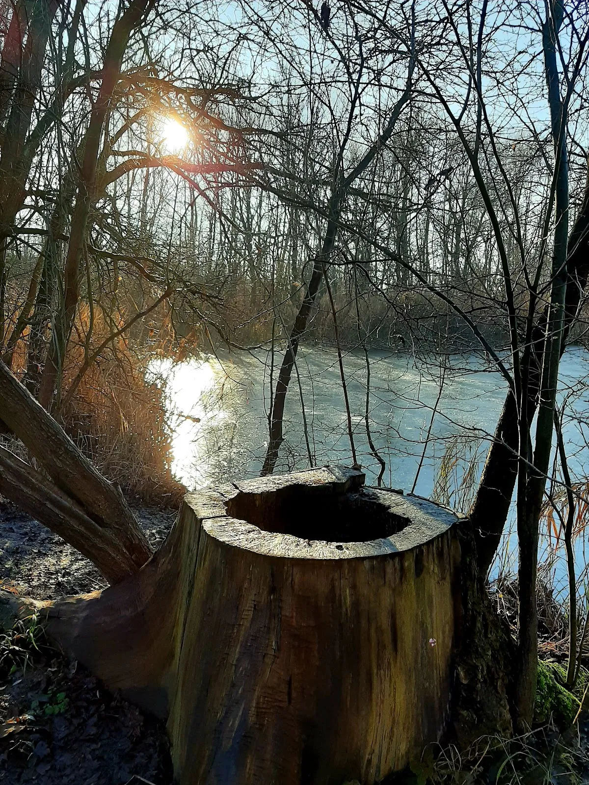 Вид на озеро Эрлахзе с деревьями по берегам