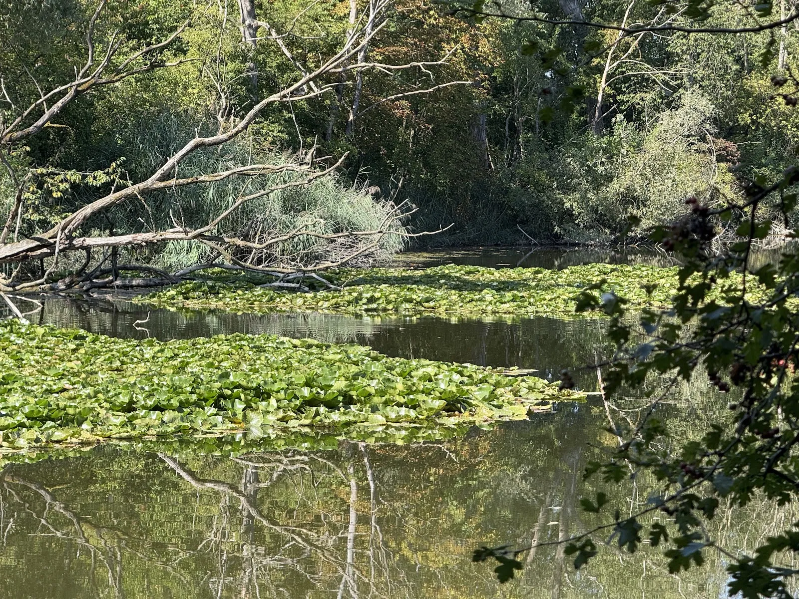 Вид на озеро Эрлахзе с деревьями по берегам