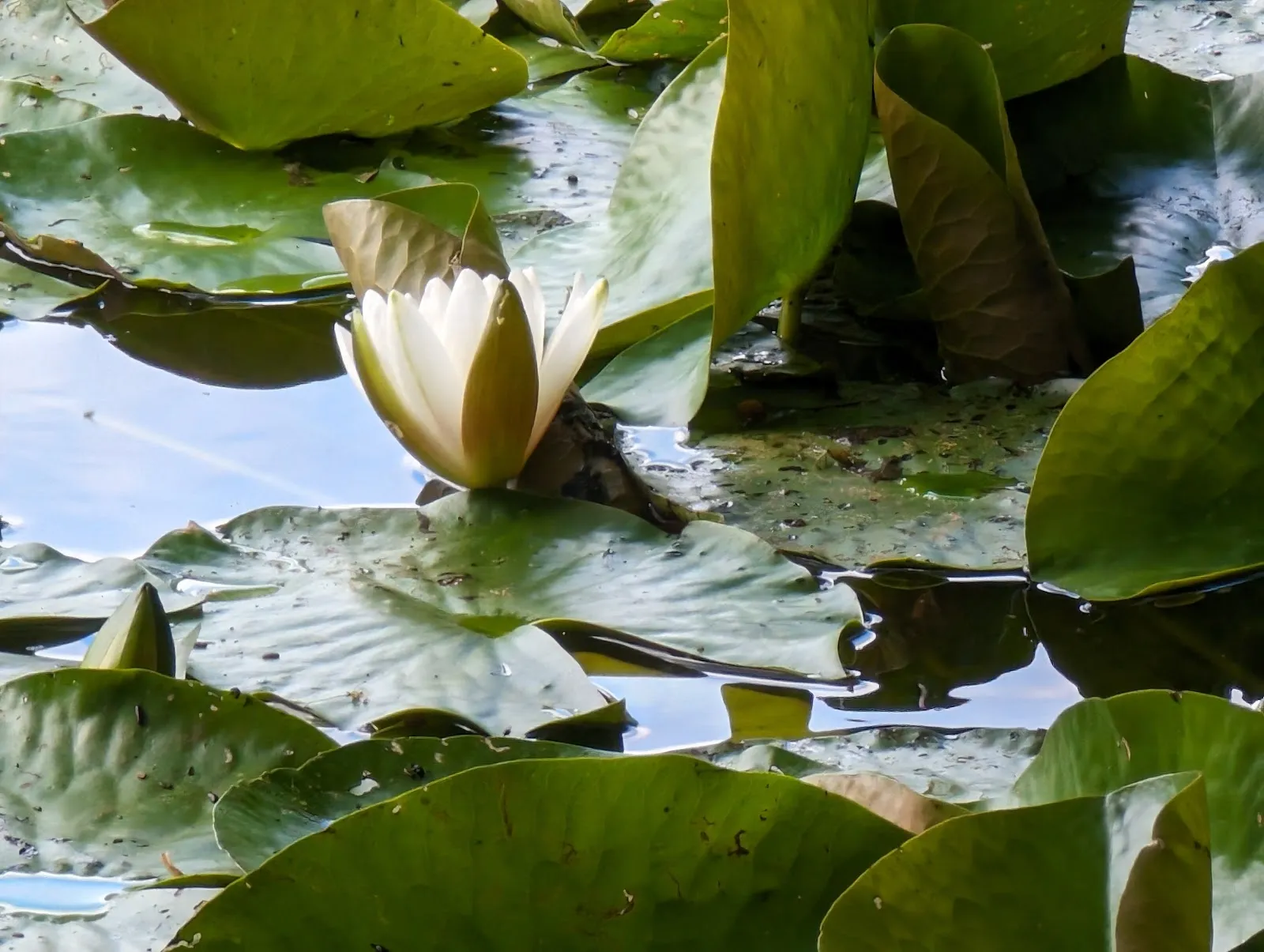 Вид на озеро Эрлахзе с деревьями по берегам