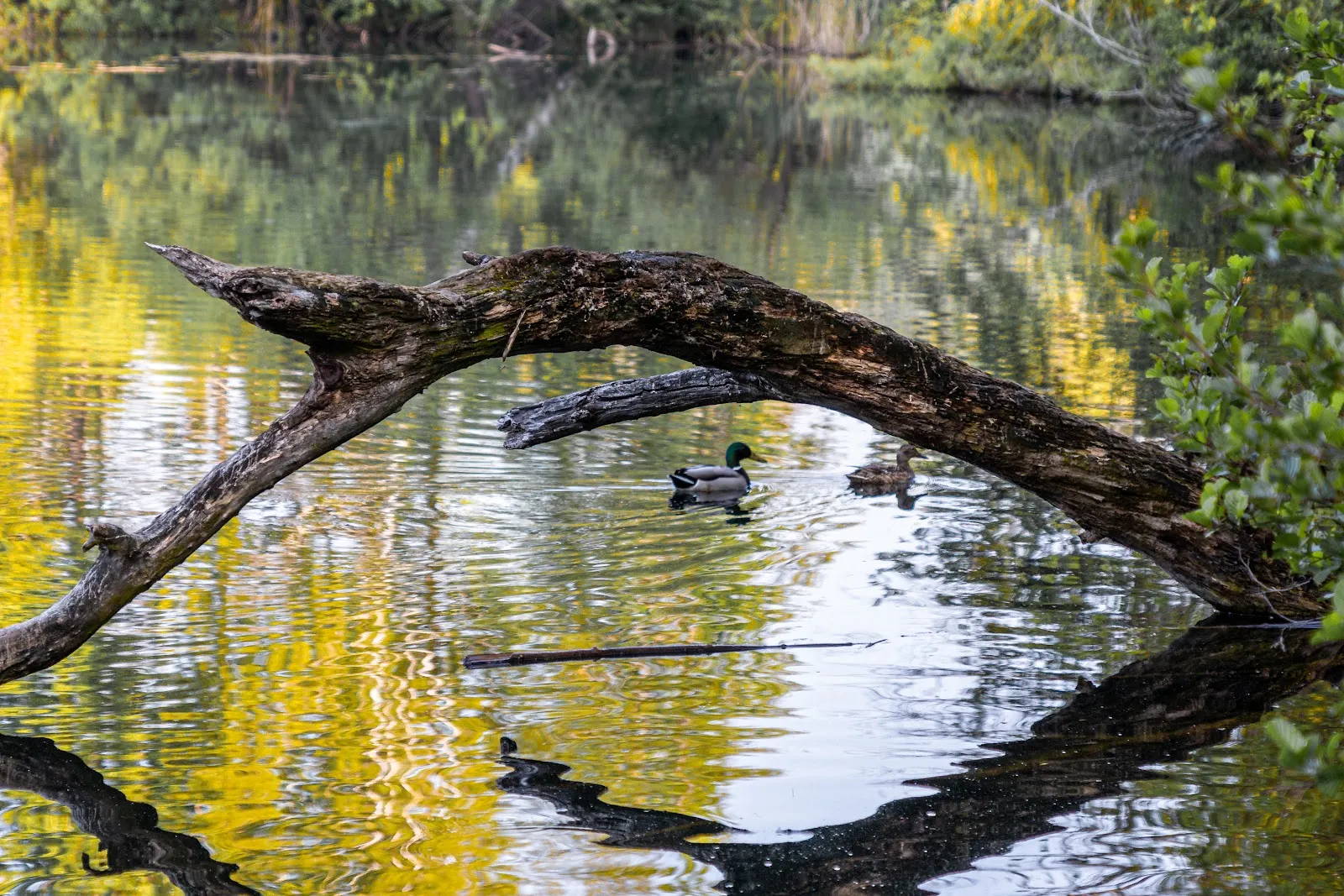 Вид на озеро Эрлахзе с деревьями по берегам