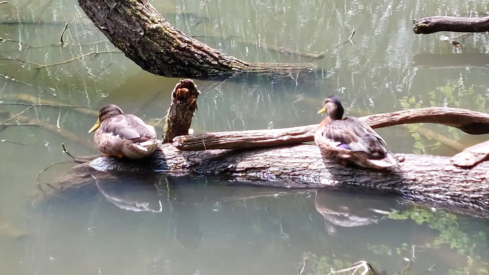 Вид на озеро Глемс с зелеными берегами, Германия
