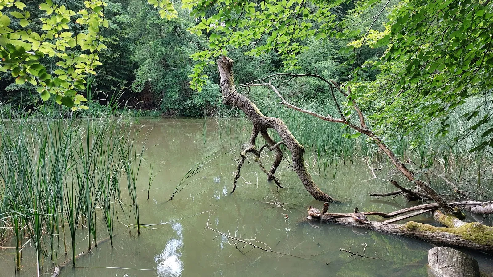 Вид на озеро Глемс с зелеными берегами, Германия