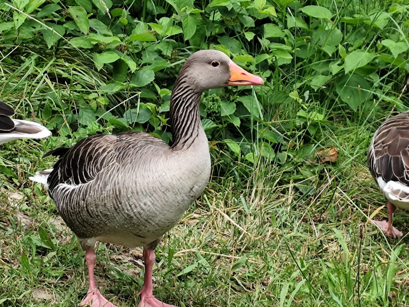 Вид на озеро Хюттензее с берегом и деревьями