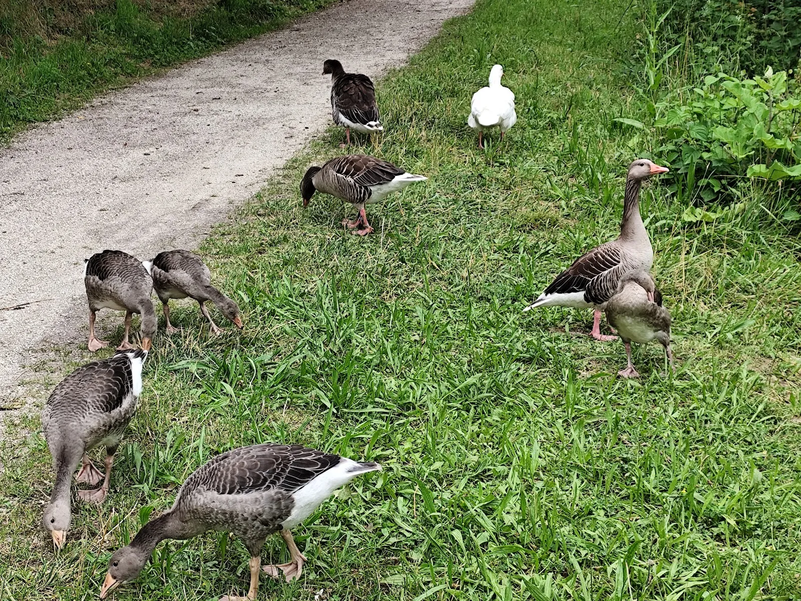 Вид на озеро Хюттензее с берегом и деревьями