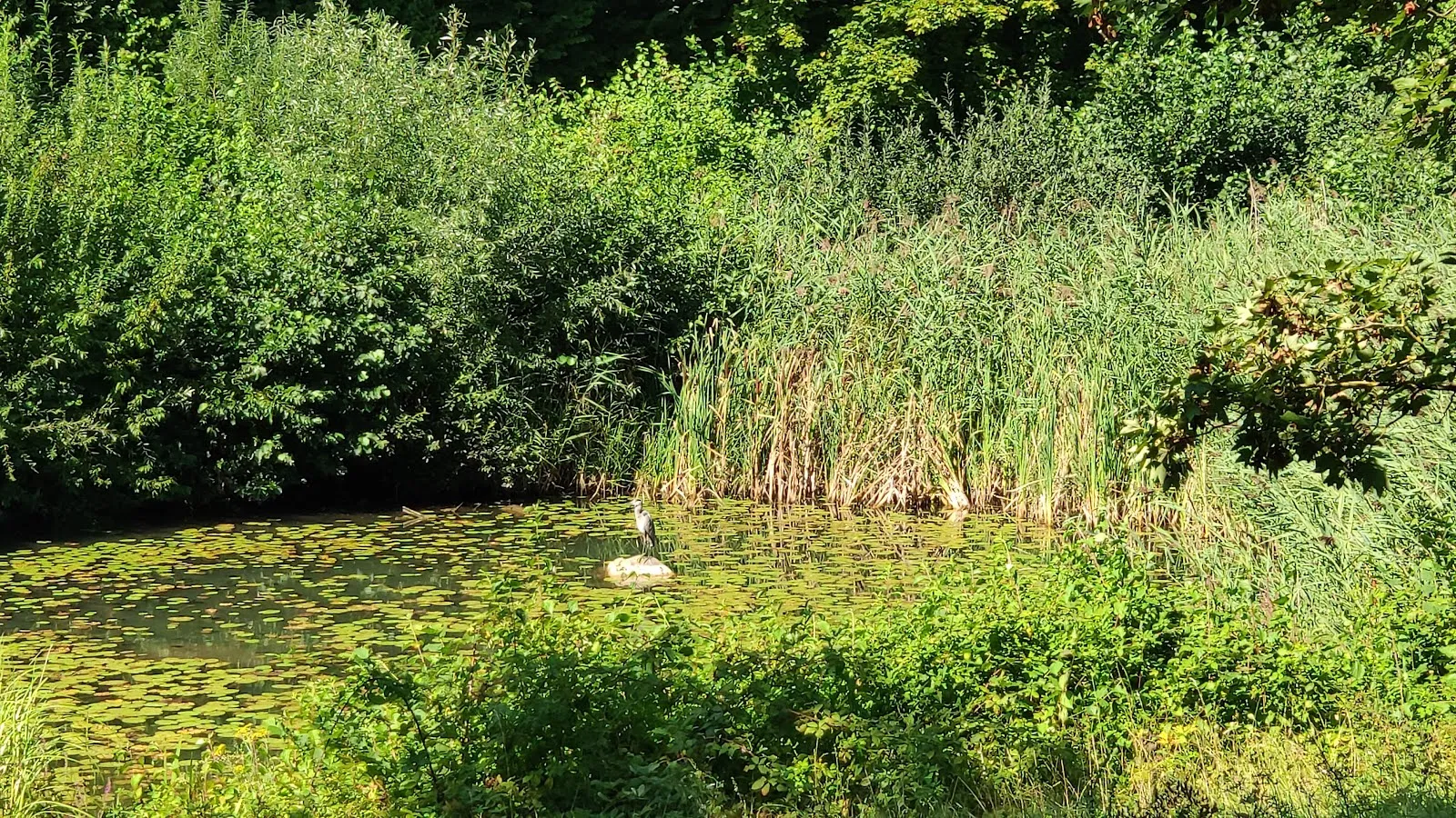 Вид на озеро Хюттензее с берегом и деревьями