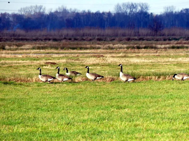 Вид на озеро Куграбензее с зелеными берегами
