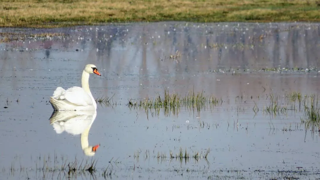 Вид на озеро Куграбензее с зелеными берегами