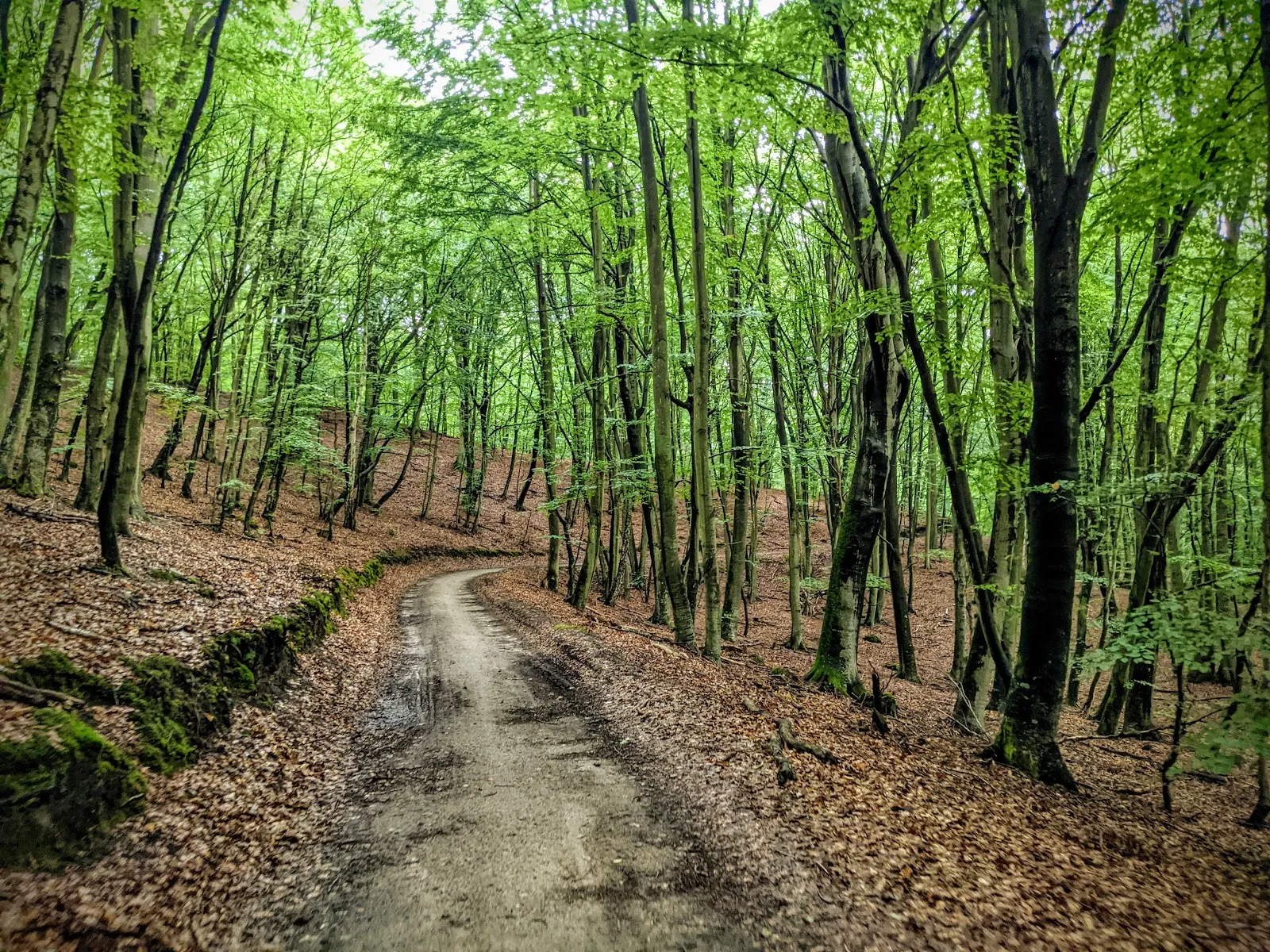 Вид на озеро Шмахтер и Фажерин с птицами