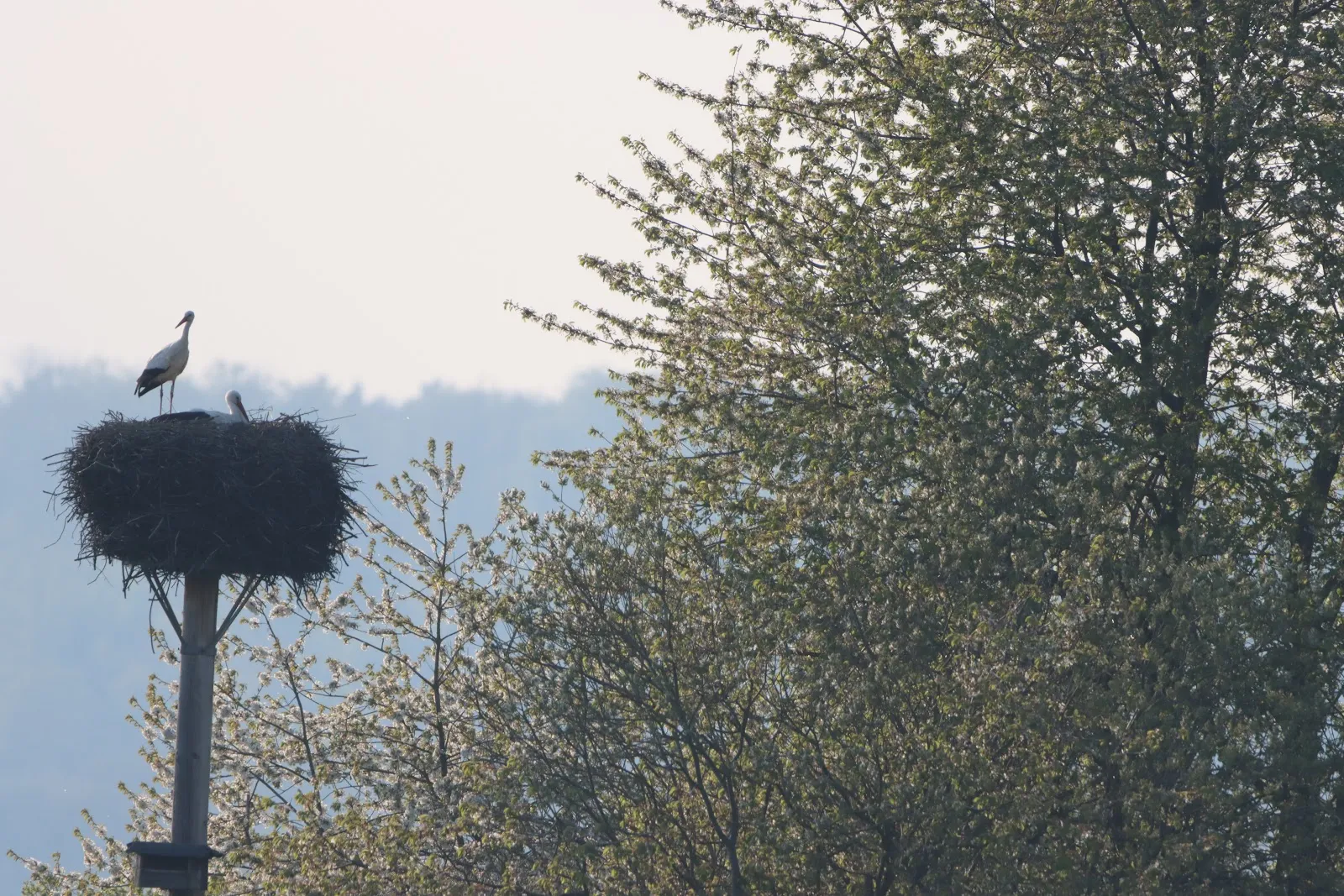Вид на озеро Вора-Зандфанг с зеленью по берегам