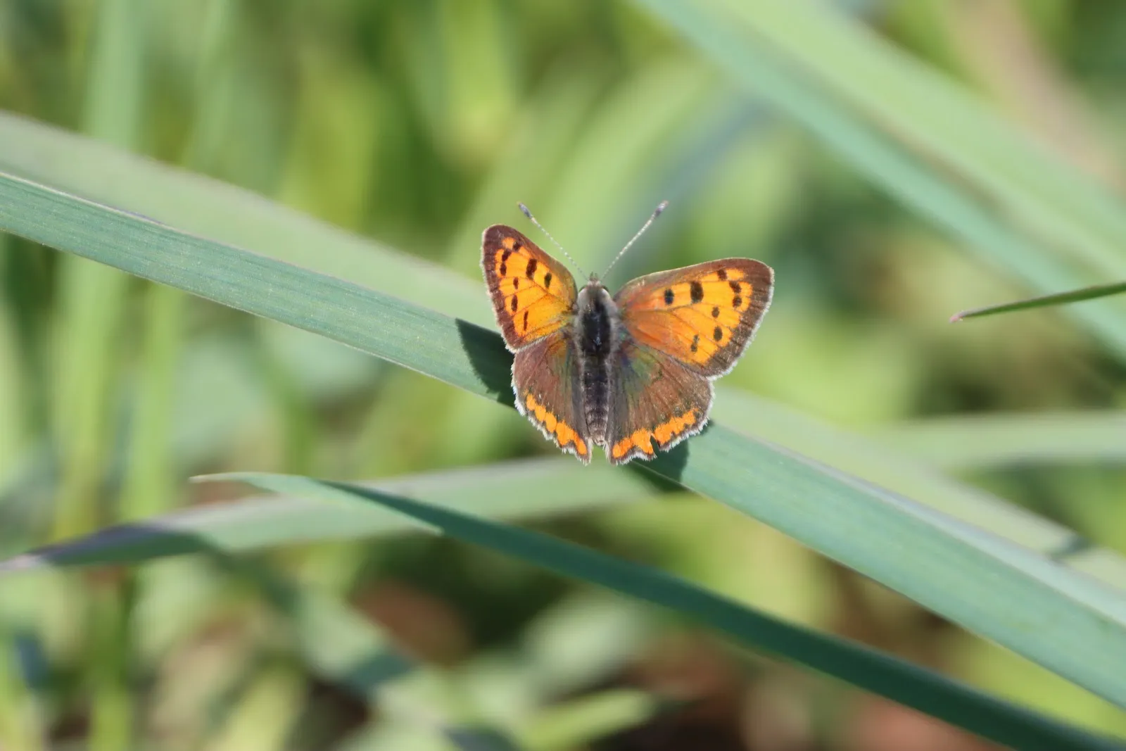 Вид на озеро Вора-Зандфанг с зеленью по берегам