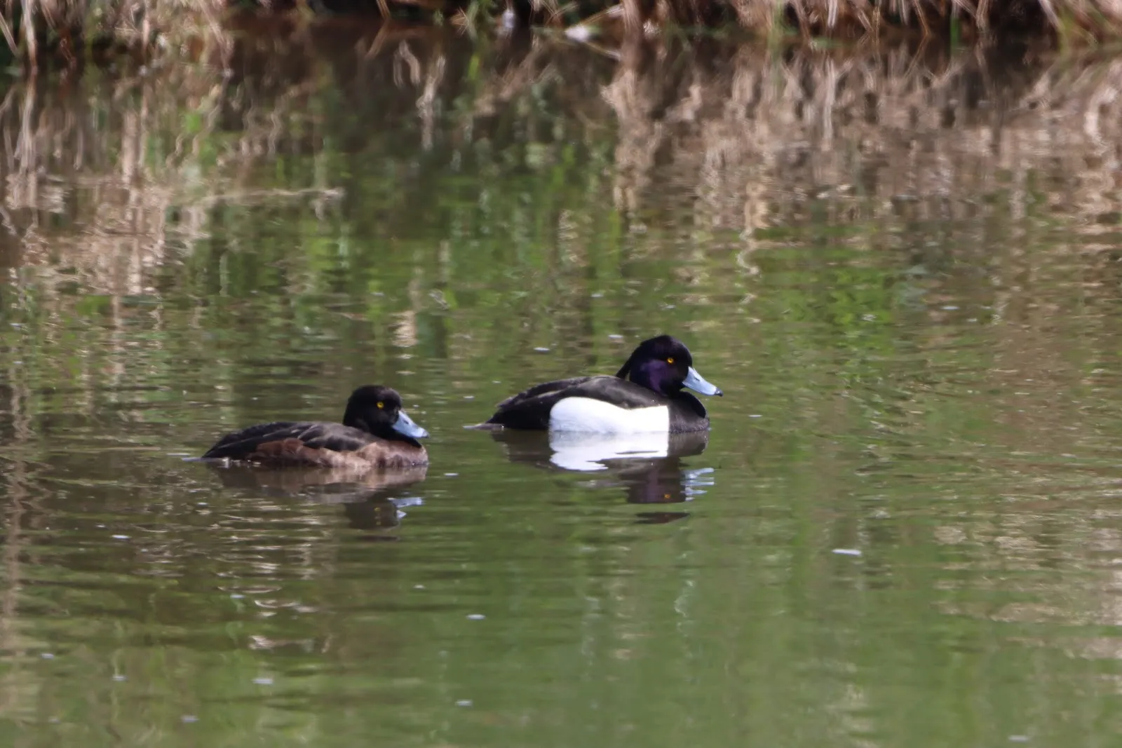 Вид на озеро Вора-Зандфанг с зеленью по берегам