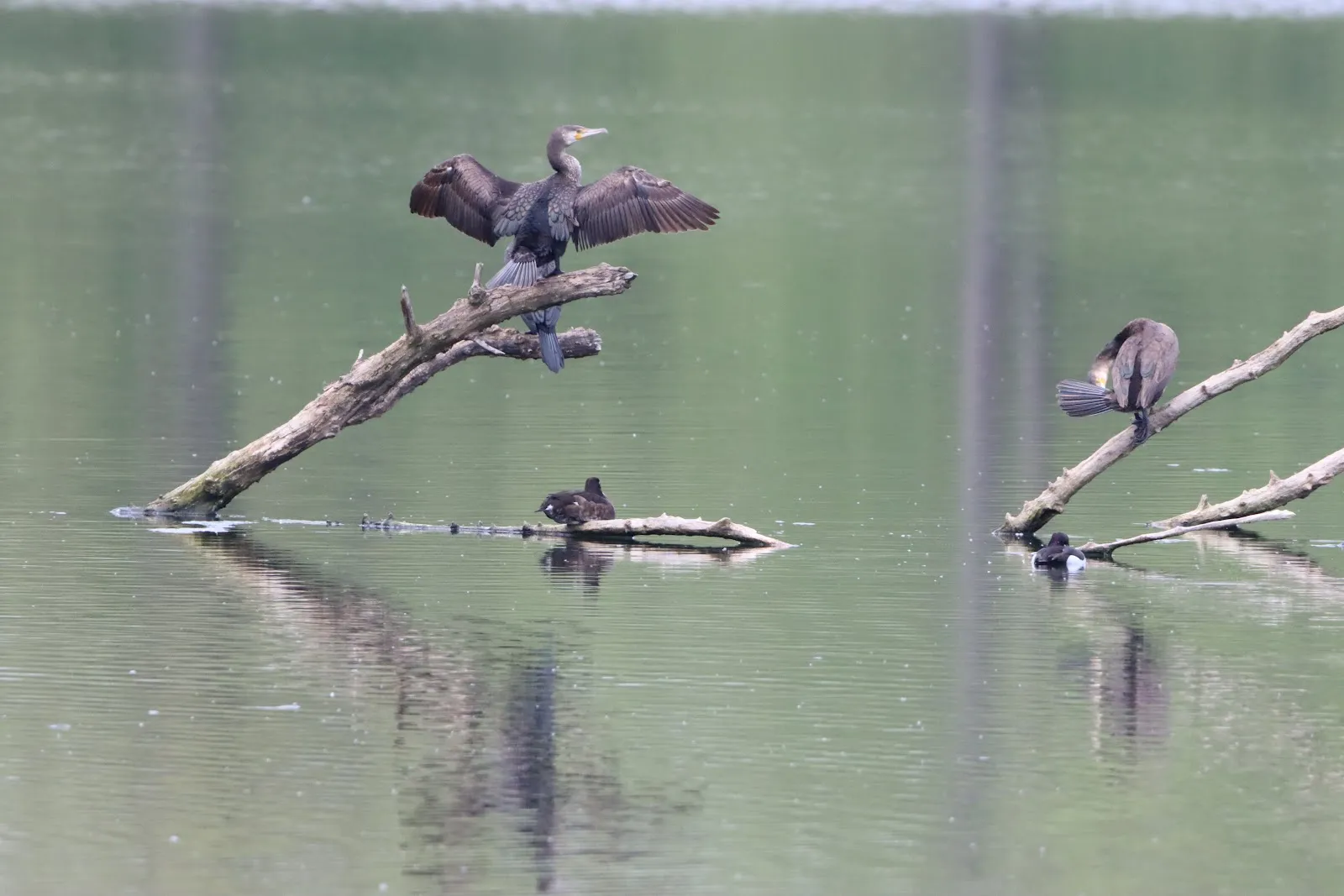 Вид на озеро Вора-Зандфанг с зеленью по берегам