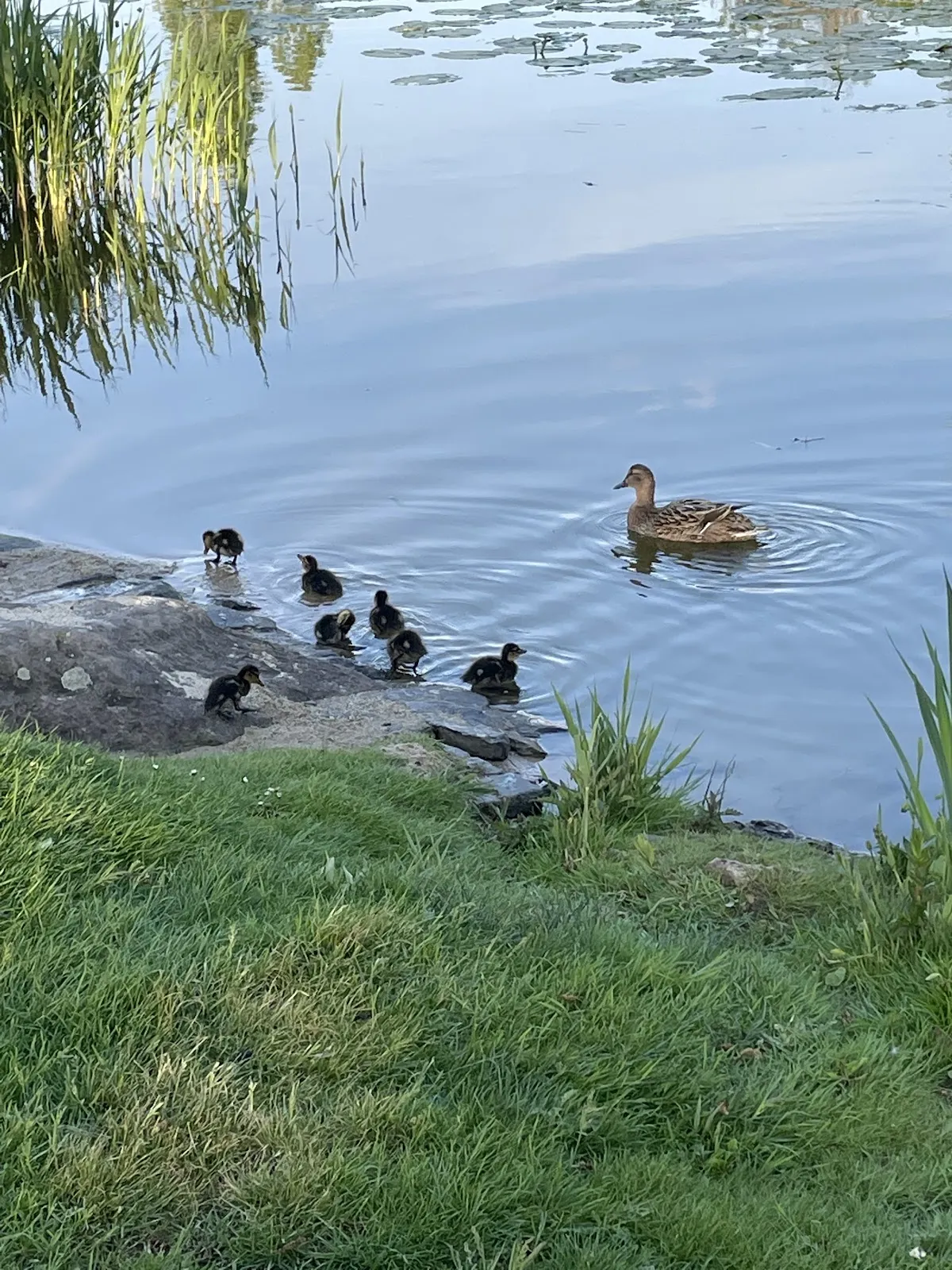 Парк Хайнц-Ланг с зелеными насаждениями и дорожками