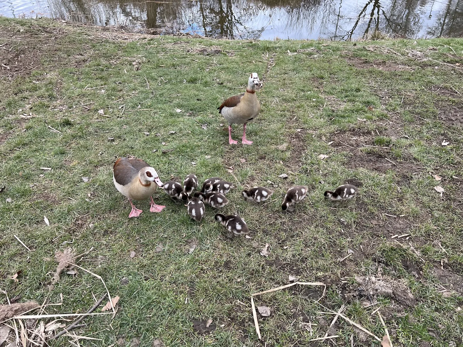 Парк Хайнц-Ланг с зелеными насаждениями и дорожками