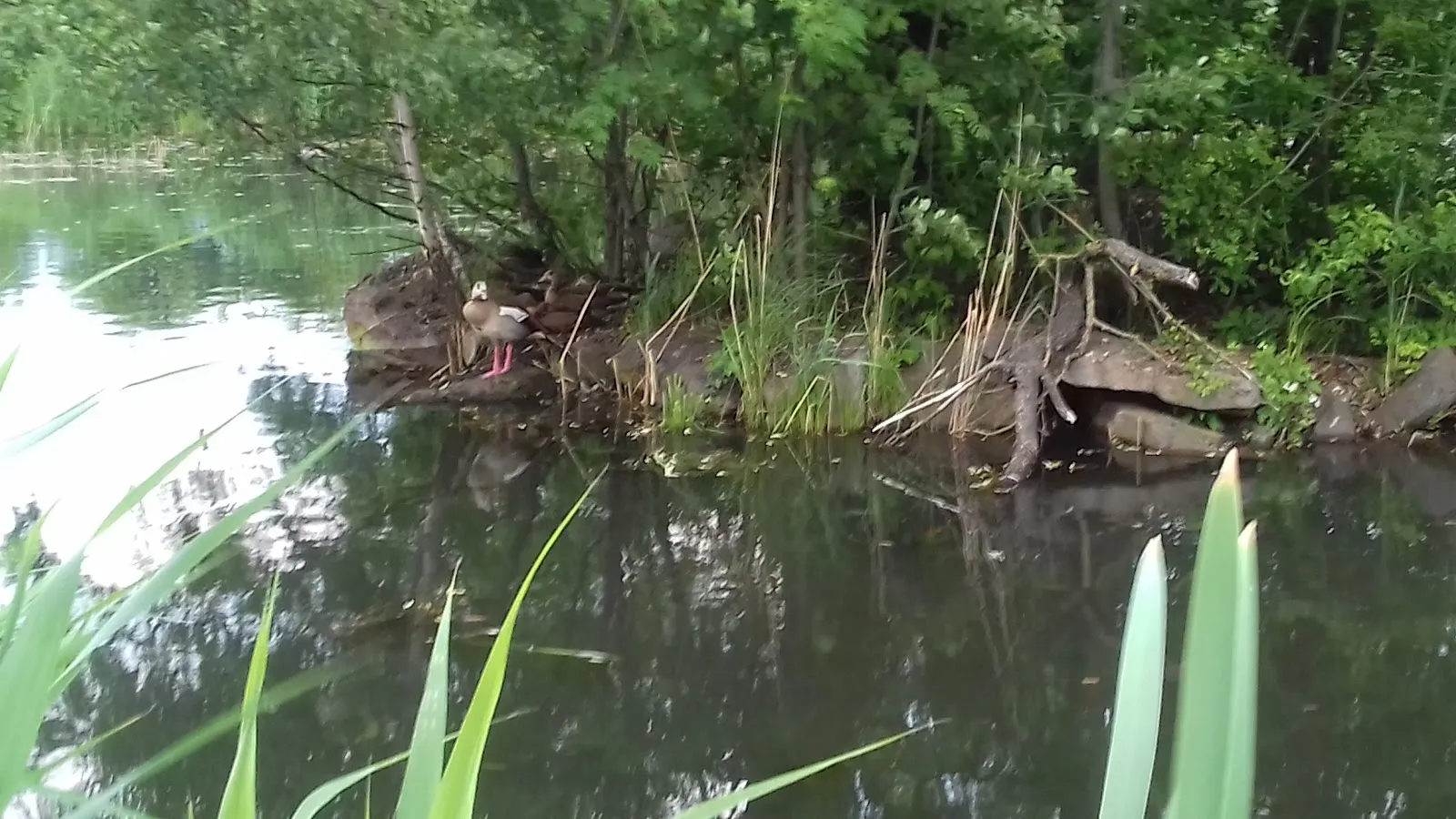 Парк Хайнц-Ланг с зелеными насаждениями и дорожками