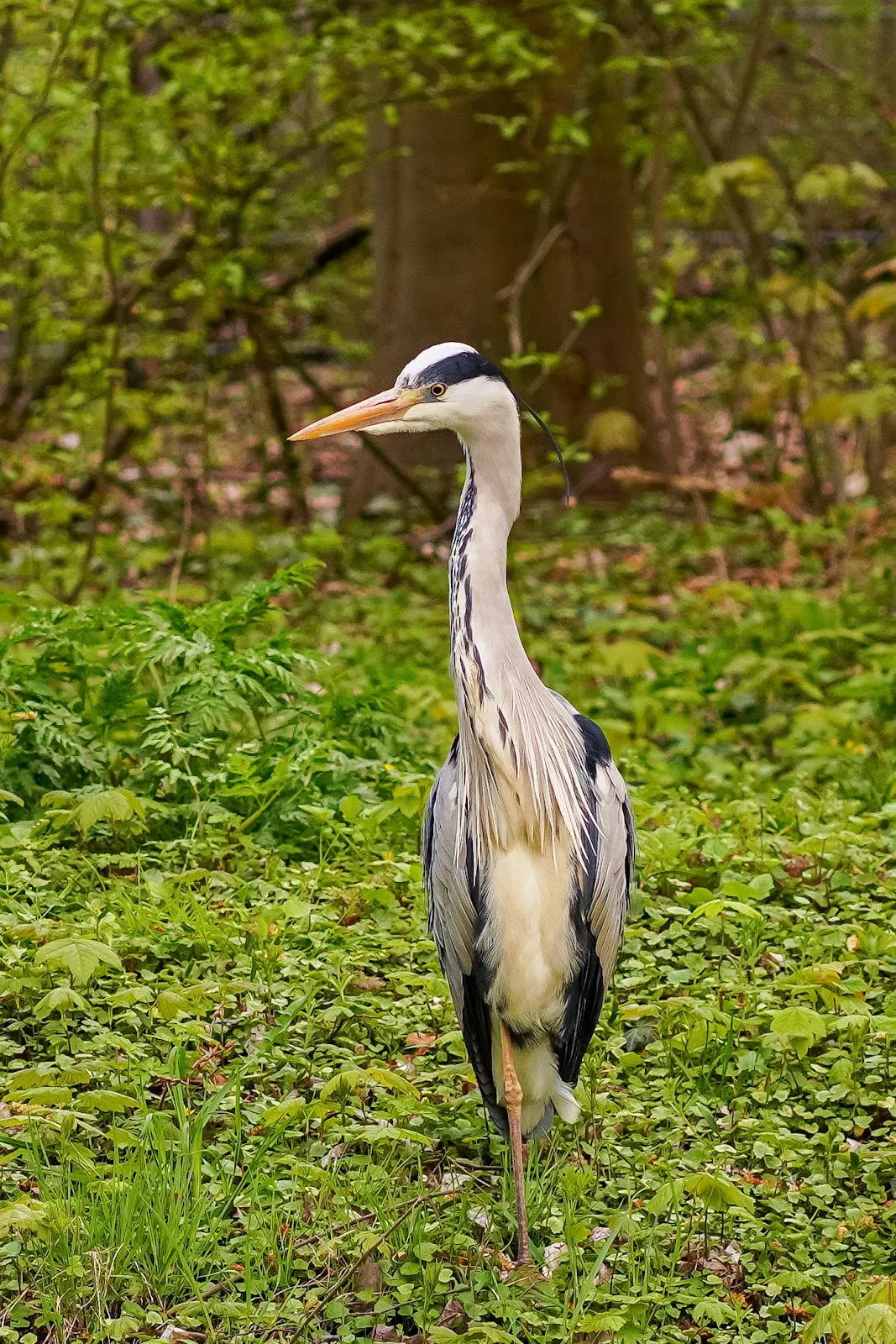 Зелёная зона парка Карла Гёрделера в Бремене