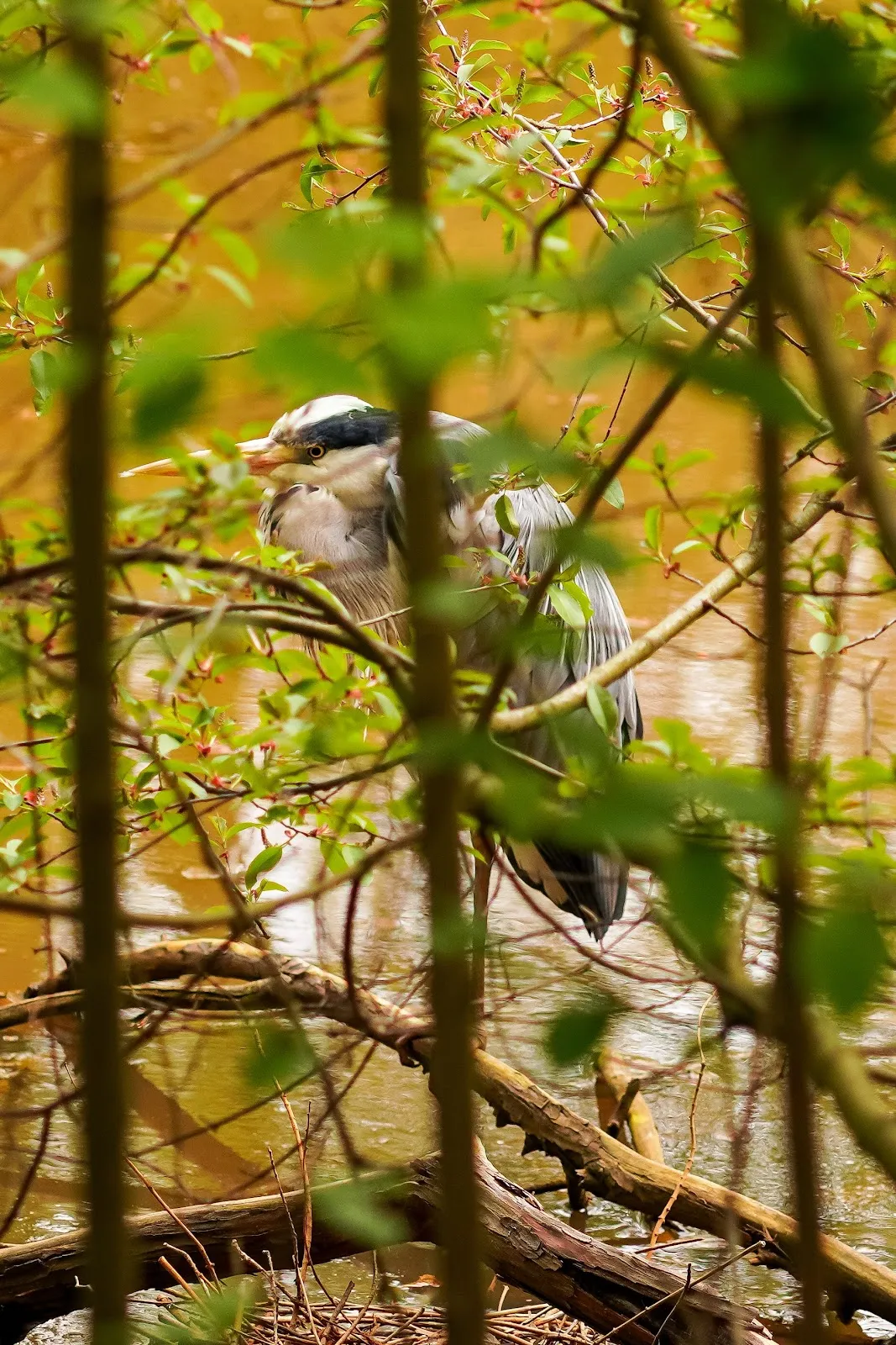 Зелёная зона парка Карла Гёрделера в Бремене