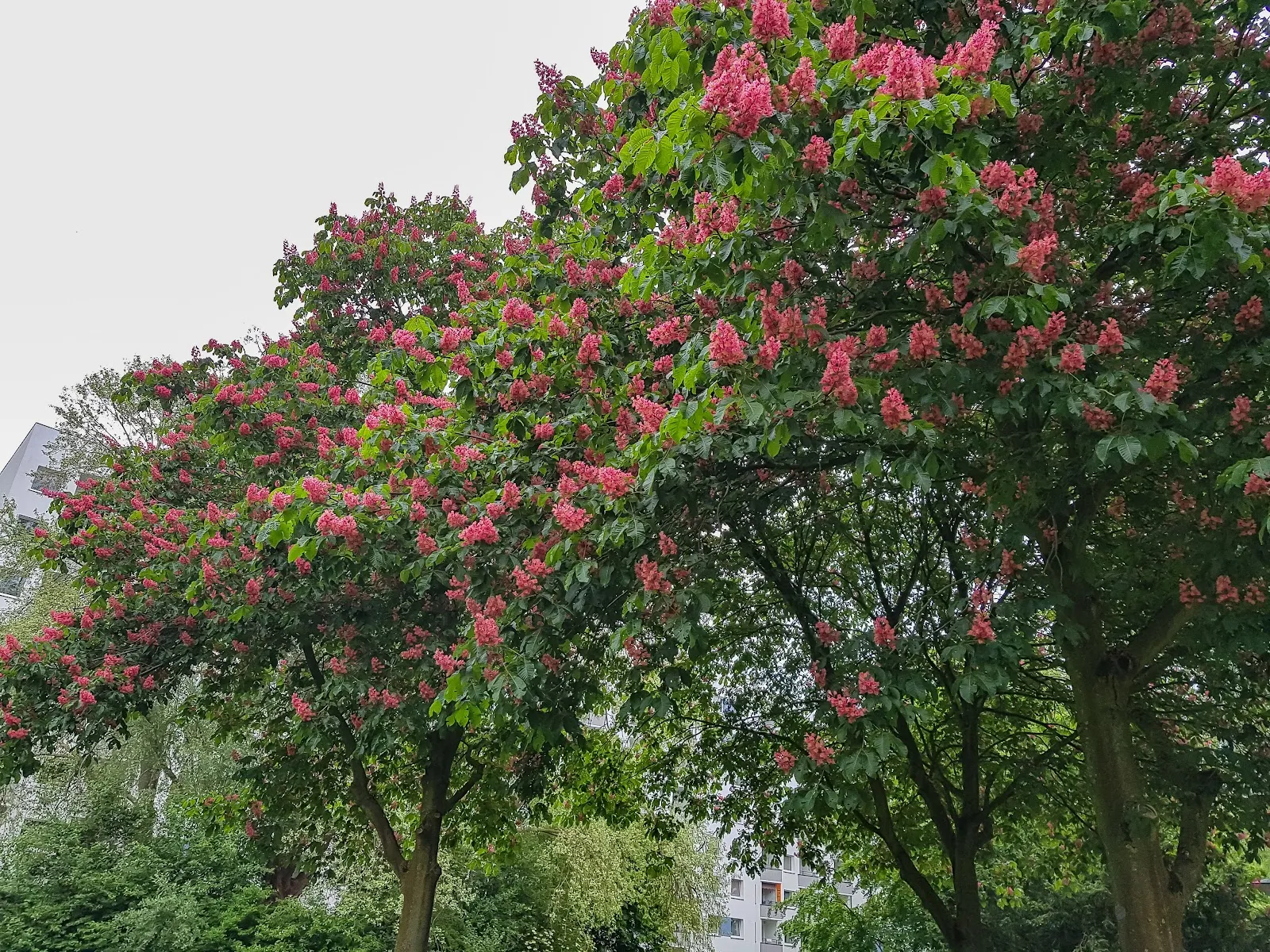 Зелёная зона парка Карла Гёрделера в Бремене