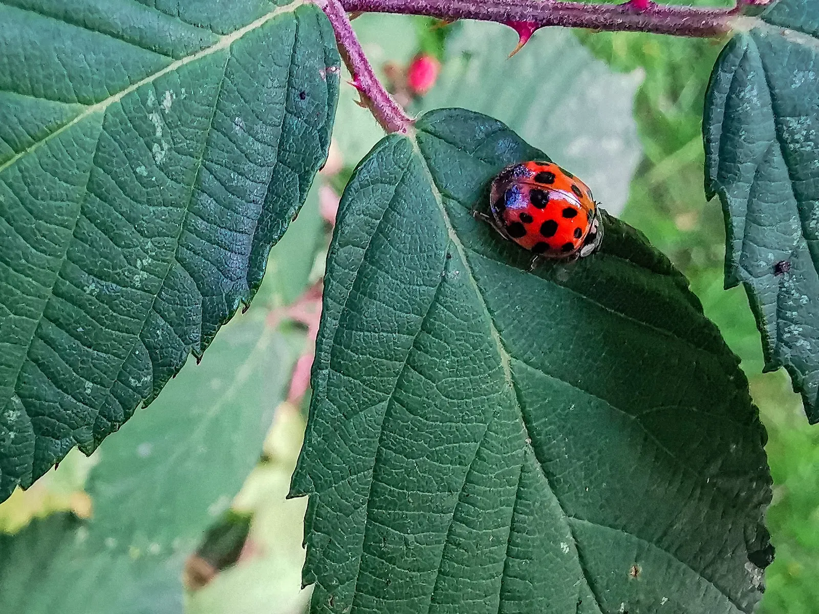 Зелёная зона парка Карла Гёрделера в Бремене