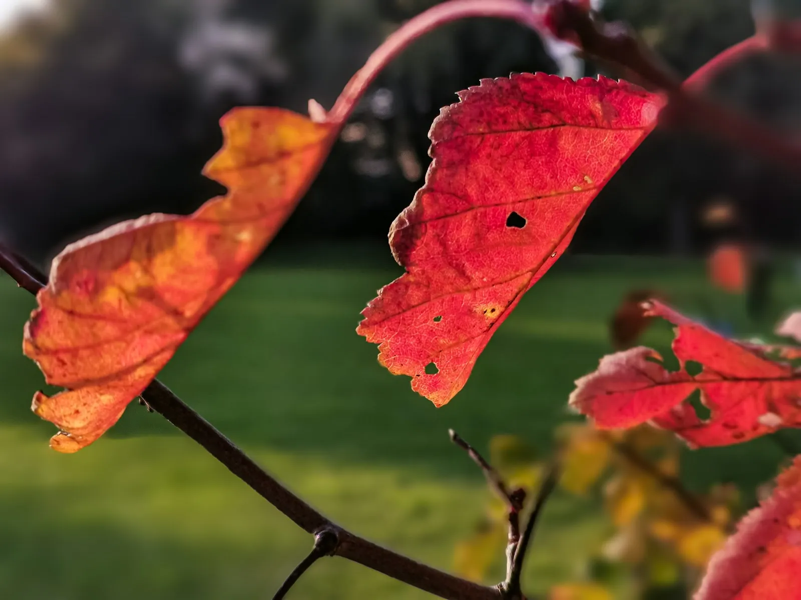 Зелёная зона парка Карла Гёрделера в Бремене