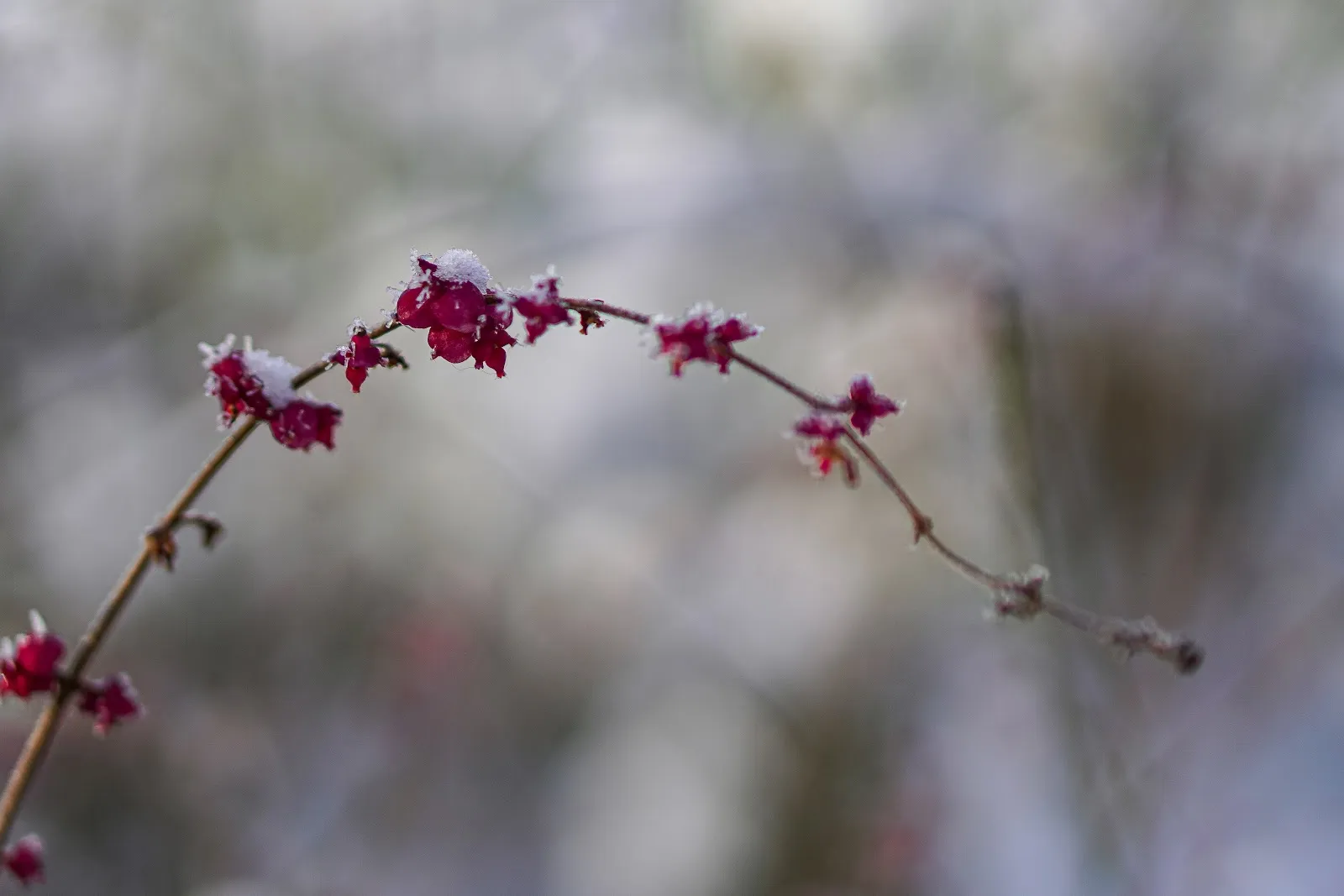 Зелёная зона парка Карла Гёрделера в Бремене