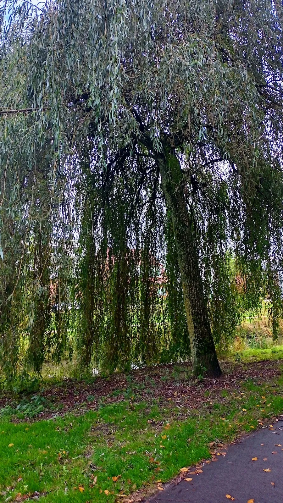 Парк Каттенешер Флет в Бремене