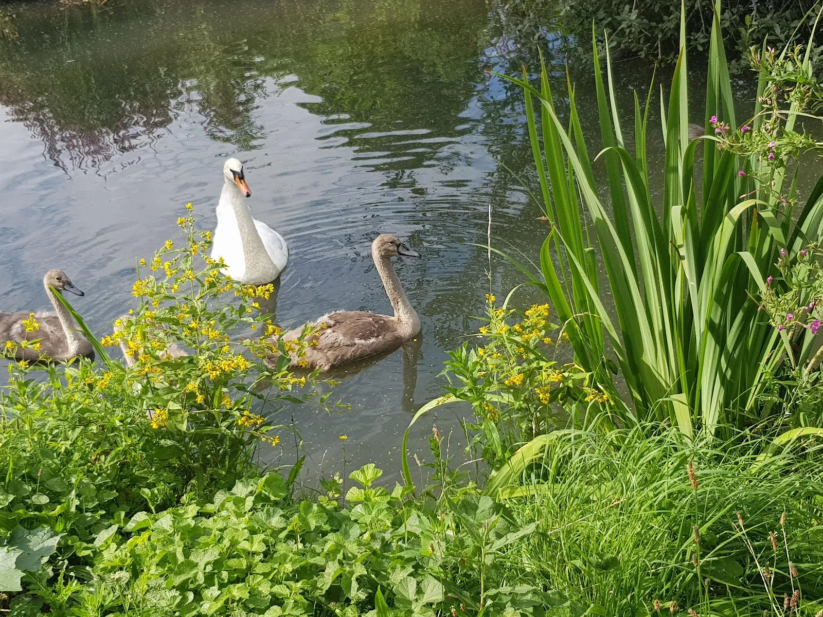 Парк Каттенешер Флет в Бремене