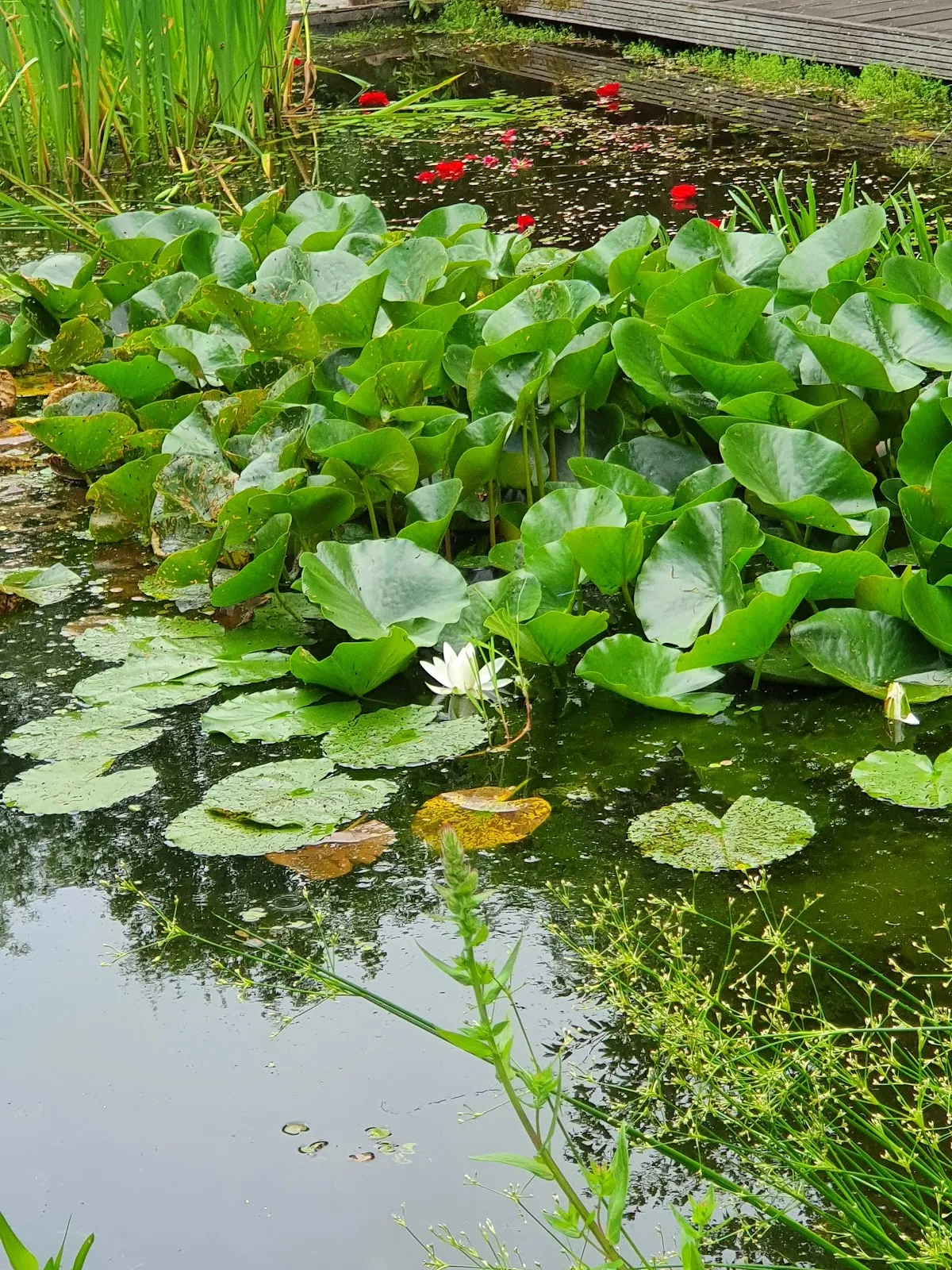Вид на Парк Клостер с элементами исторической архитектуры и зелеными насаждениями