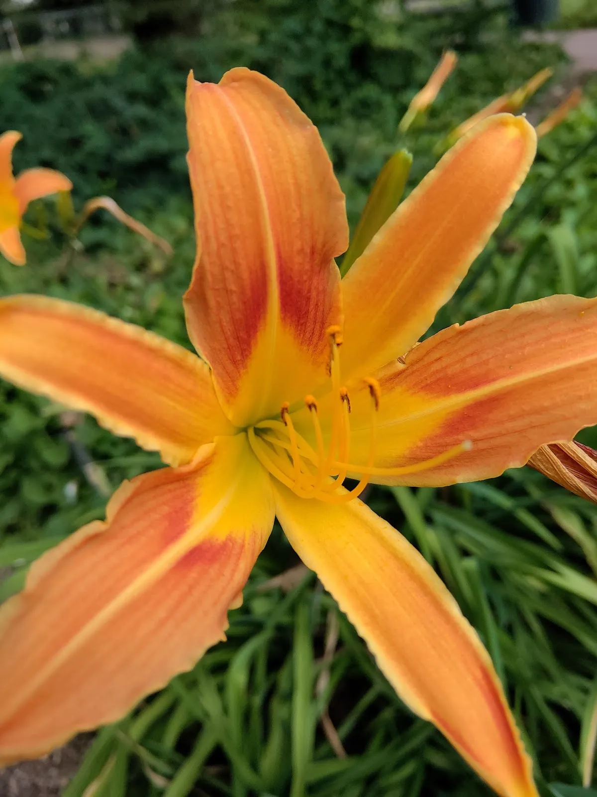 Парк Нойшванштайн в Бремене, зеленый парк с деревьями и тропинками