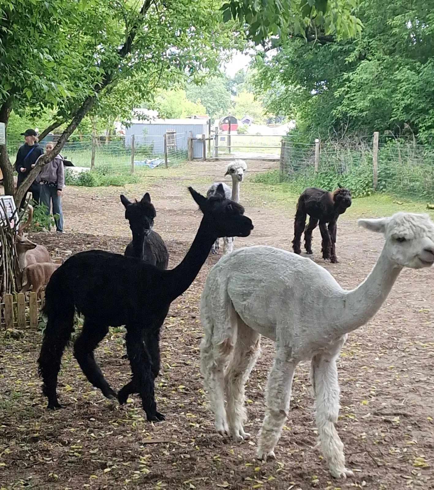 Парк Панкеталь