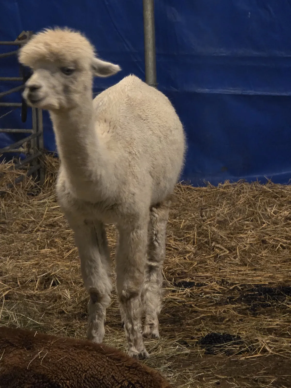 Логотип или фото входа в парк развлечений MAFZ Erlebnispark Paaren bei Berlin