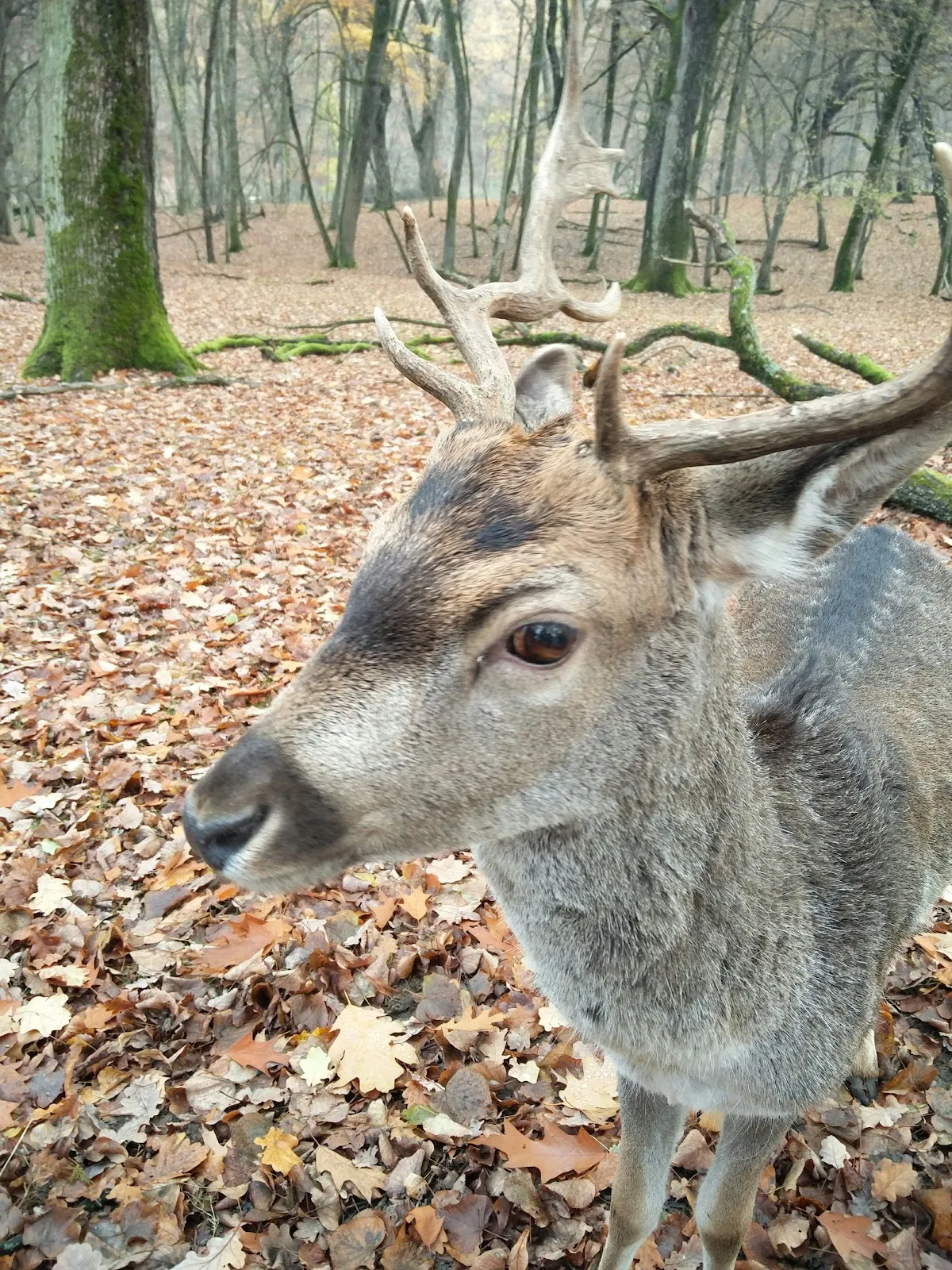 Парк развлечений Марквазен