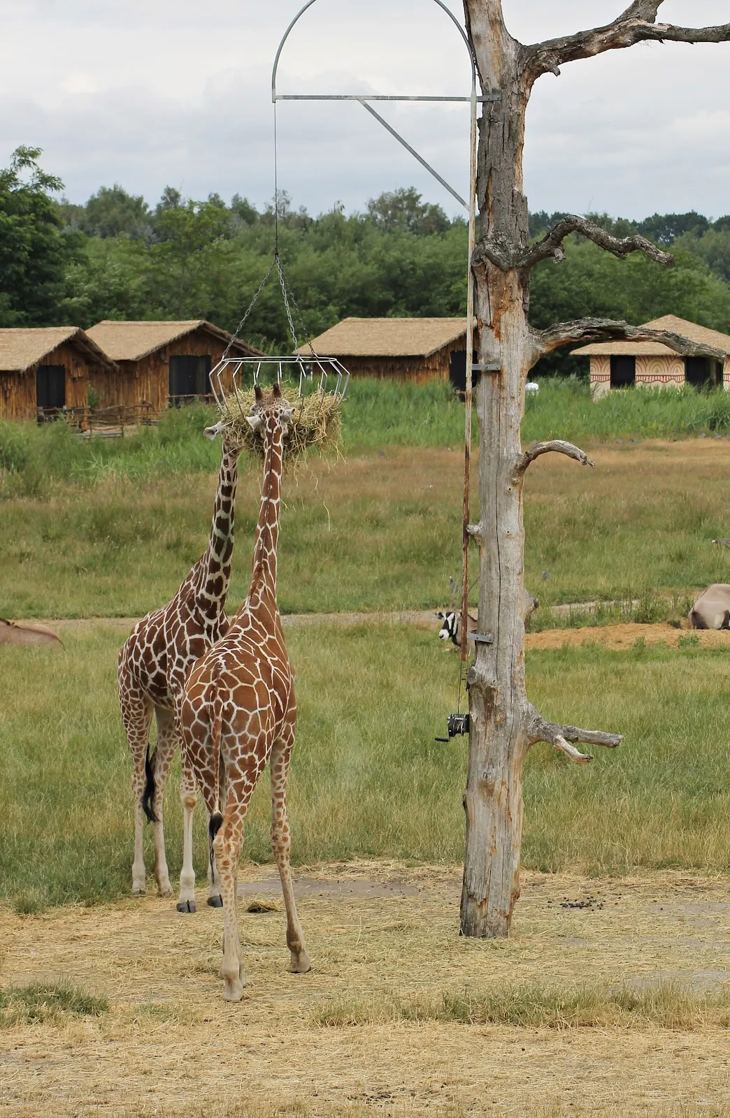 Парк Серенгети