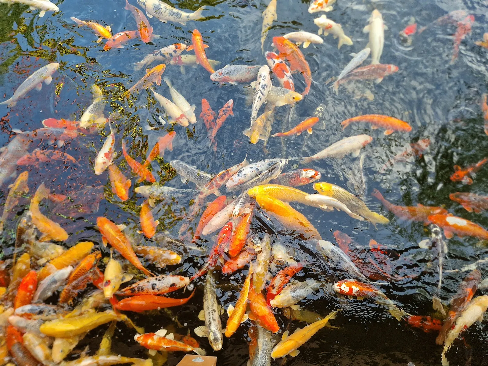 Парк Швабен в Кайзерсбахе, Германия