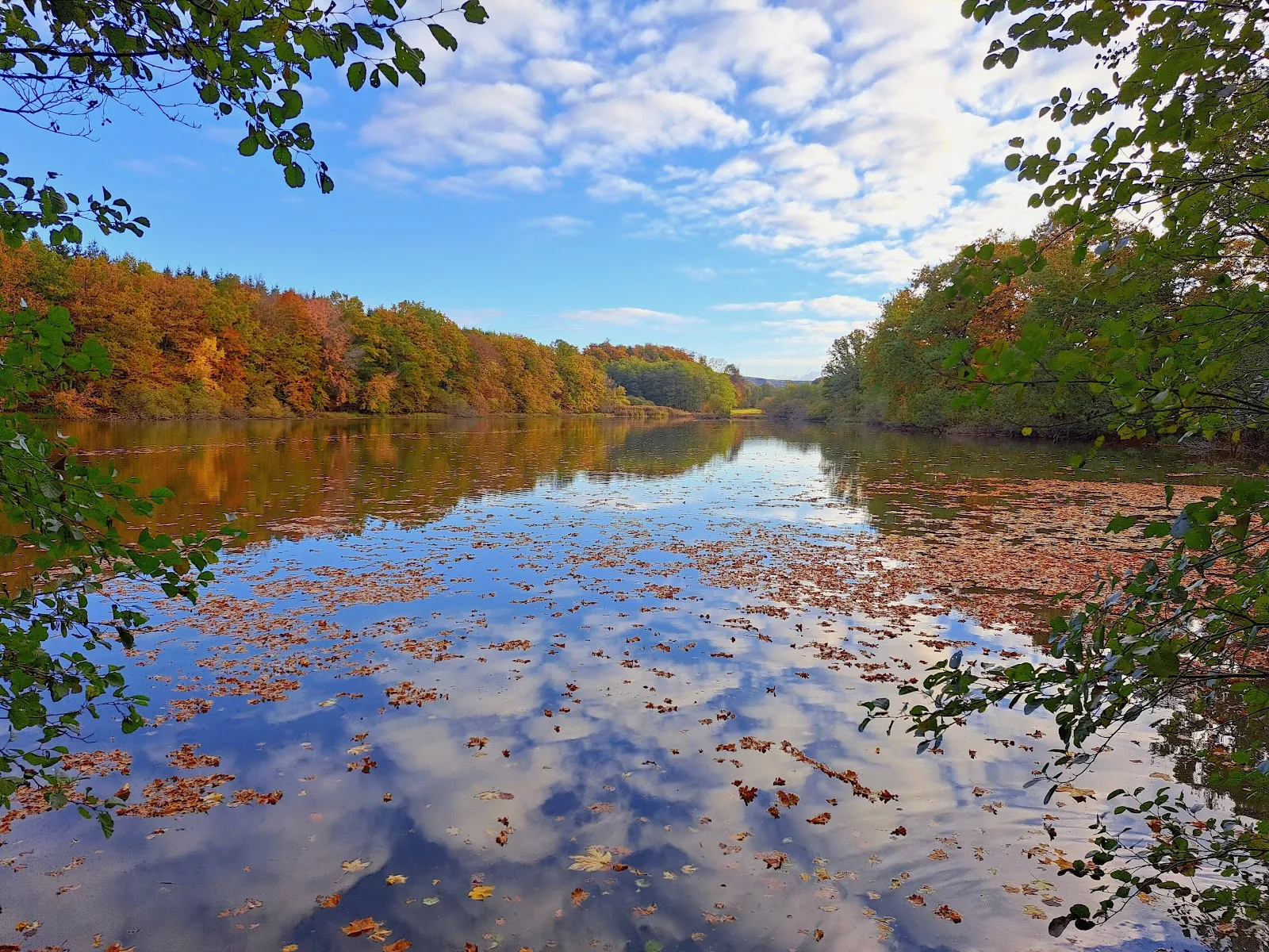 Пейзаж парка Талауэн с деревьями и зеленью