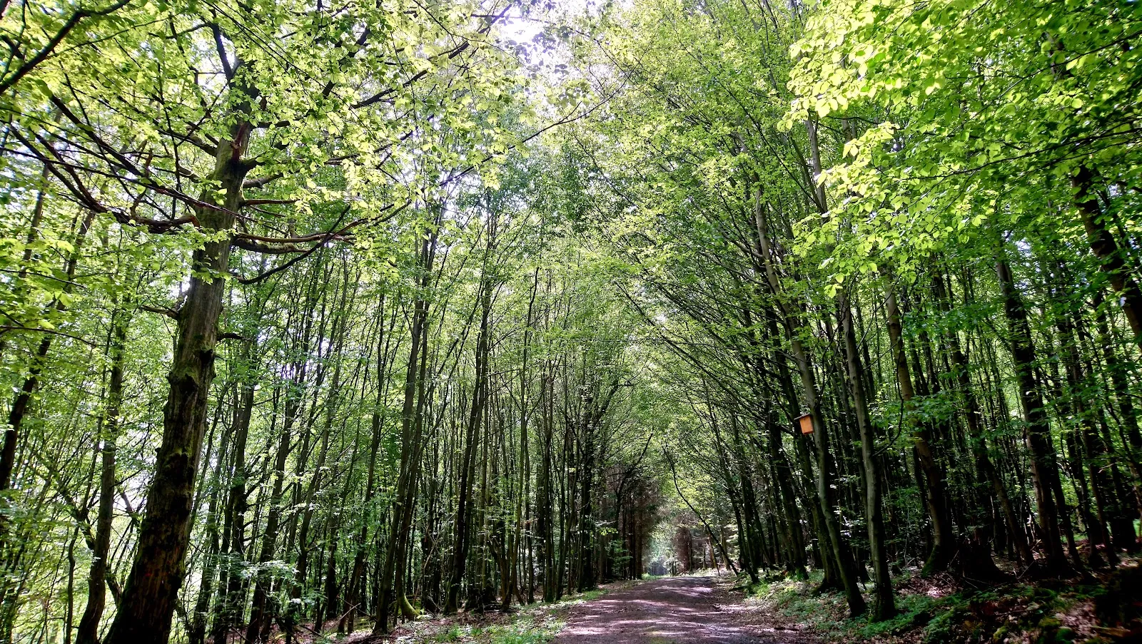 Пейзаж парка Талауэн с деревьями и зеленью