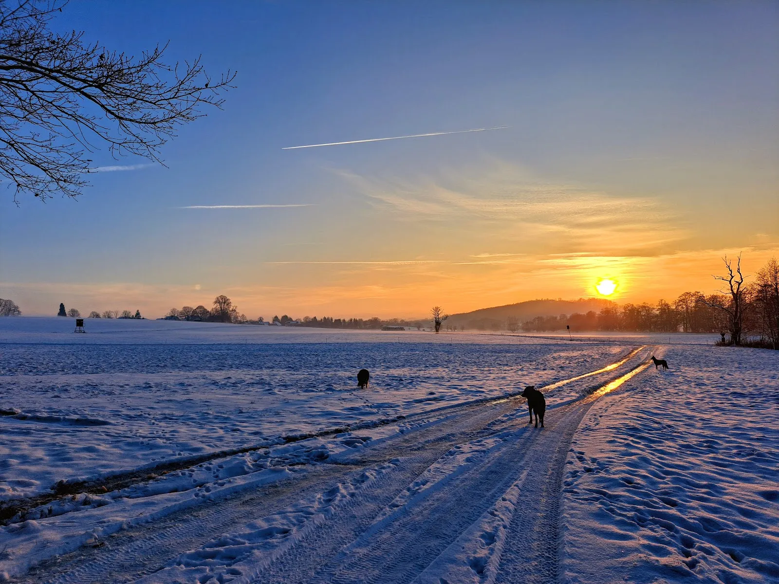 Пейзаж парка Талауэн с деревьями и зеленью