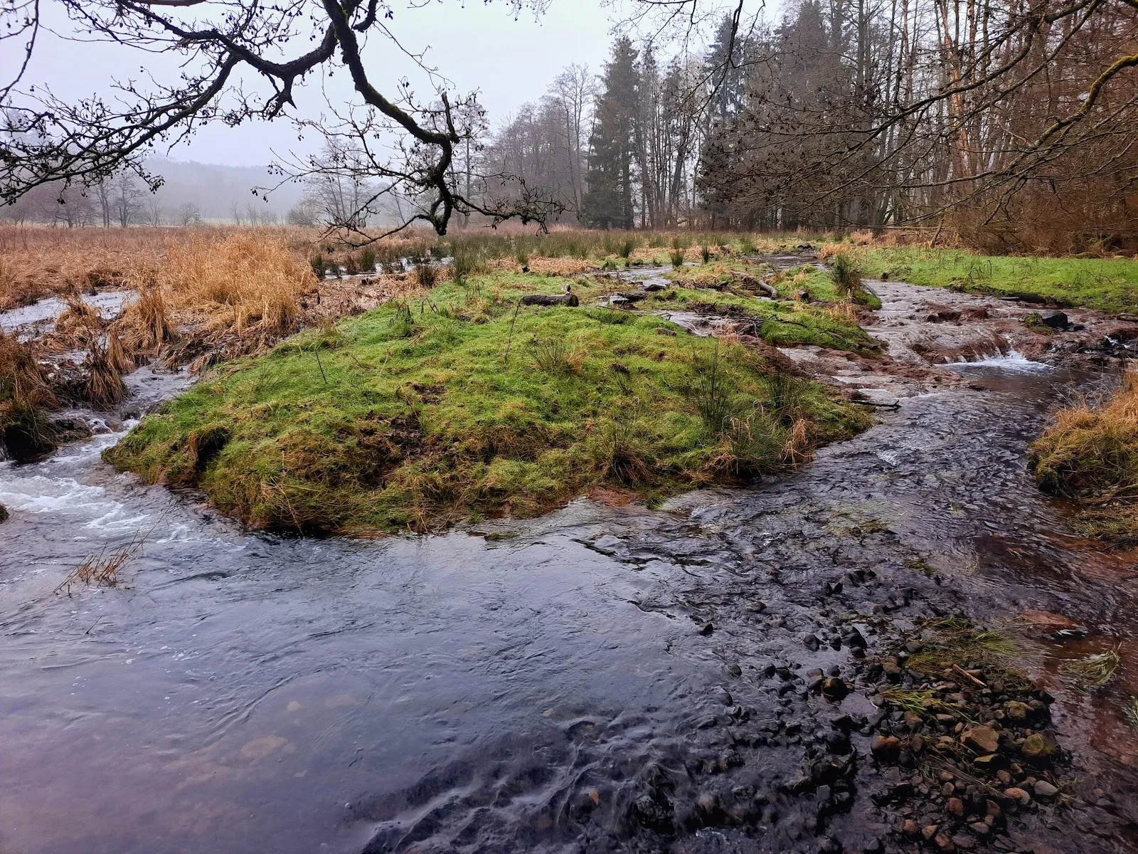 Пейзаж парка Талауэн с деревьями и зеленью