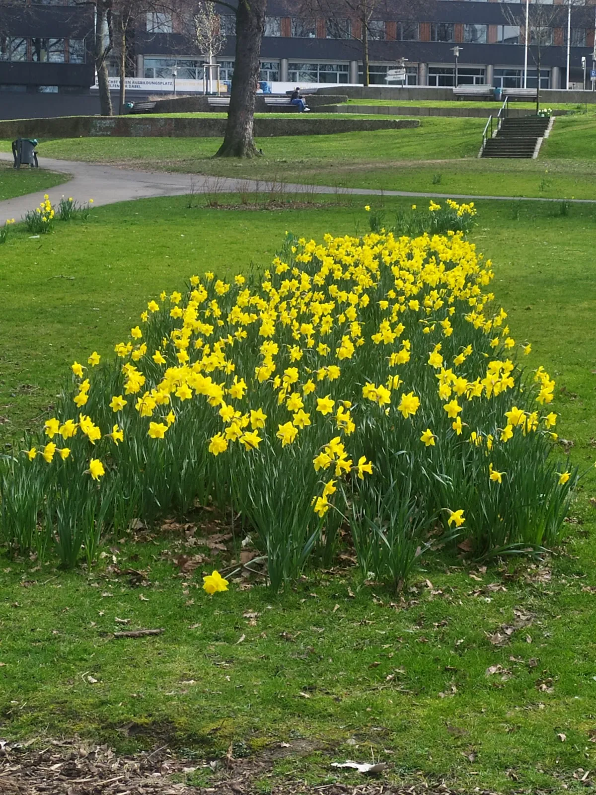 Зеленый парк Вальдтхаузен в Эссене с деревьями и дорожками