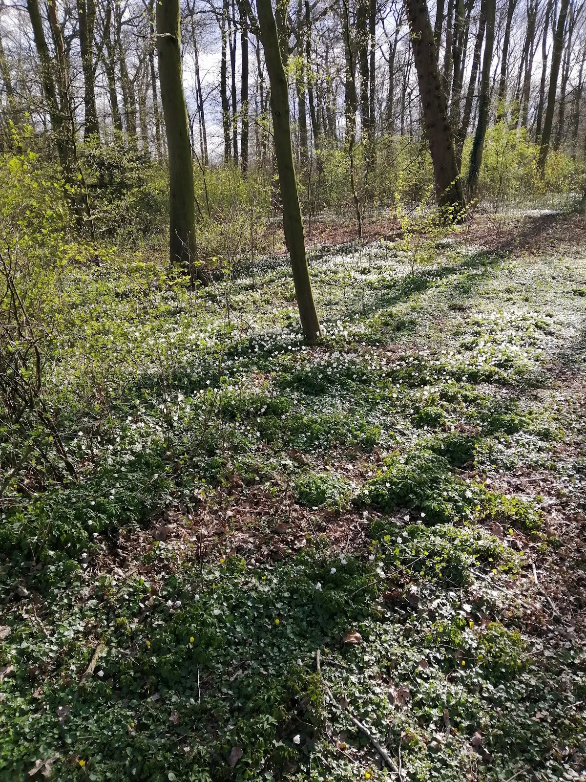 Парк Вольфскулен в Бремене