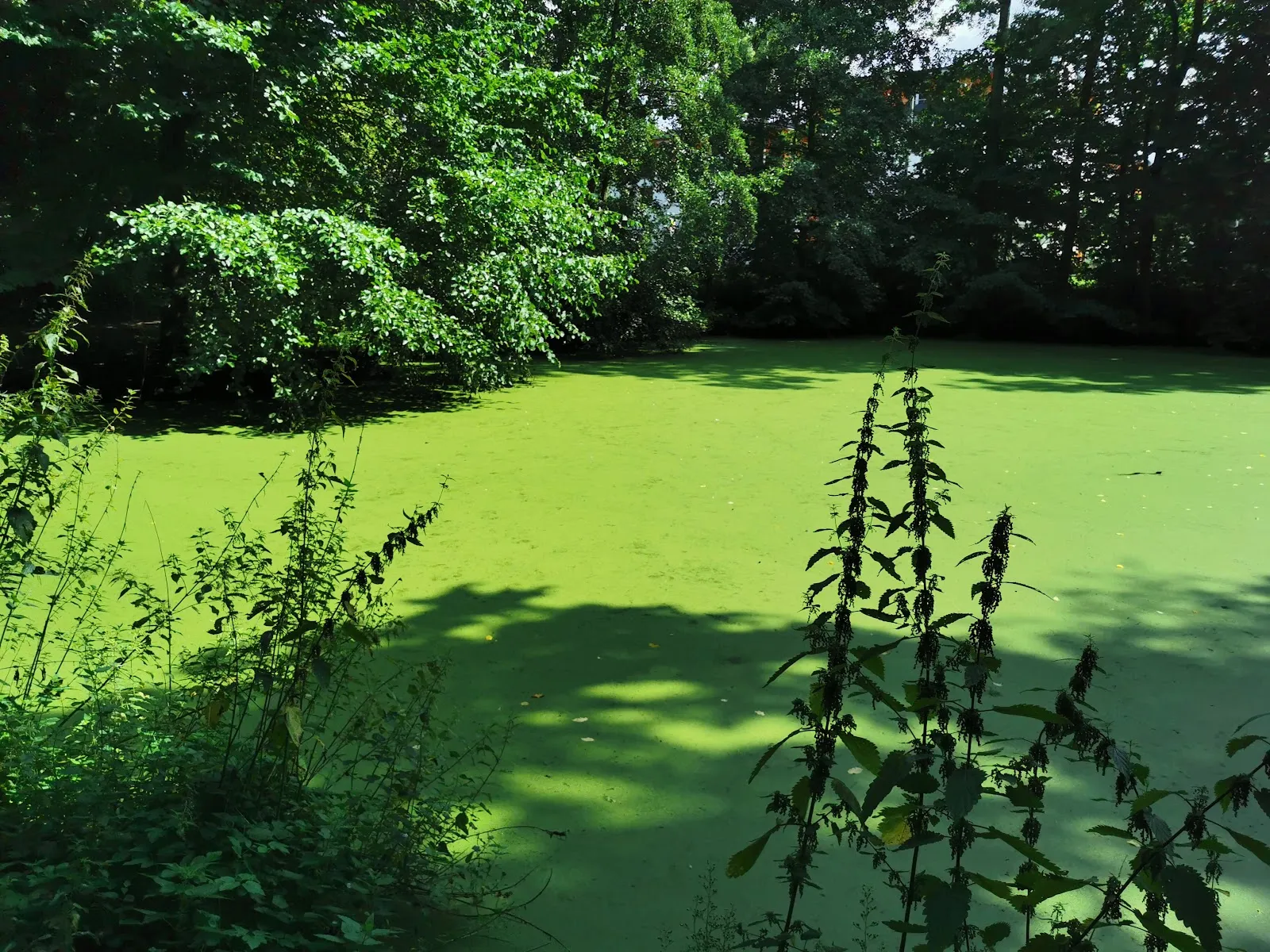 Парк Вольфскулен в Бремене