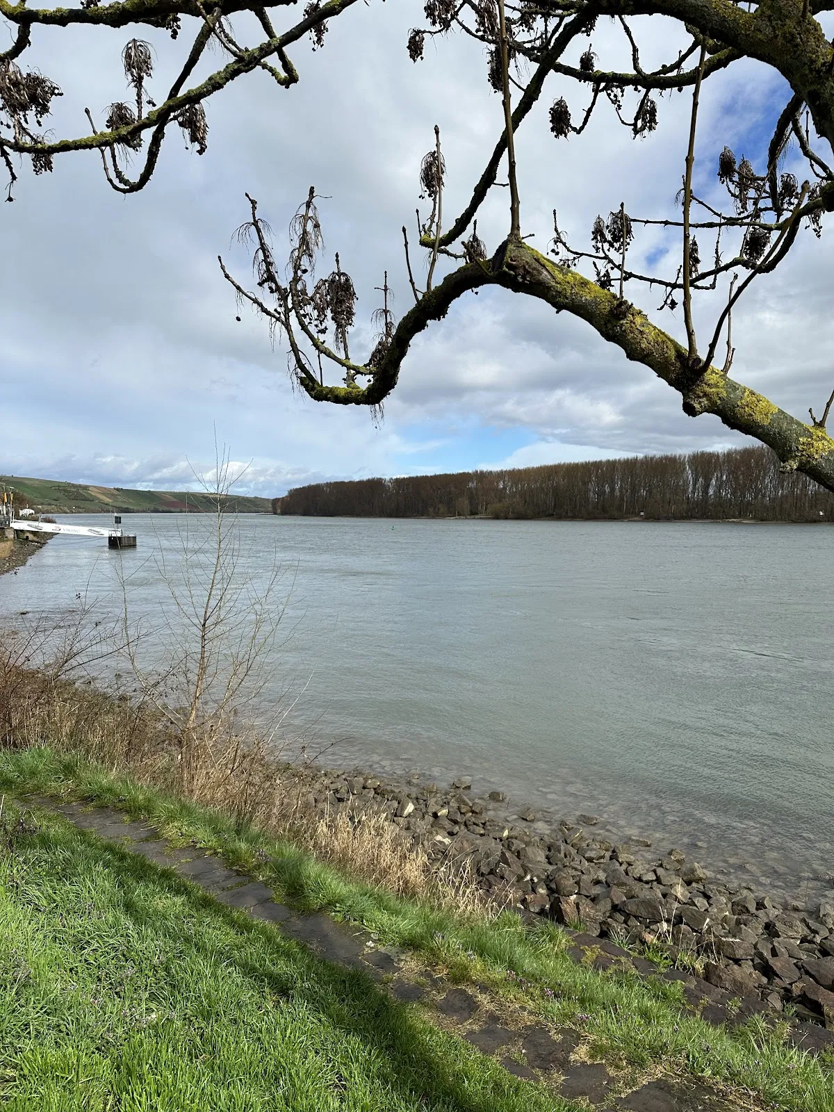Вид на набережную Рейна в Нирштайне, Германия, с мостом и водой.