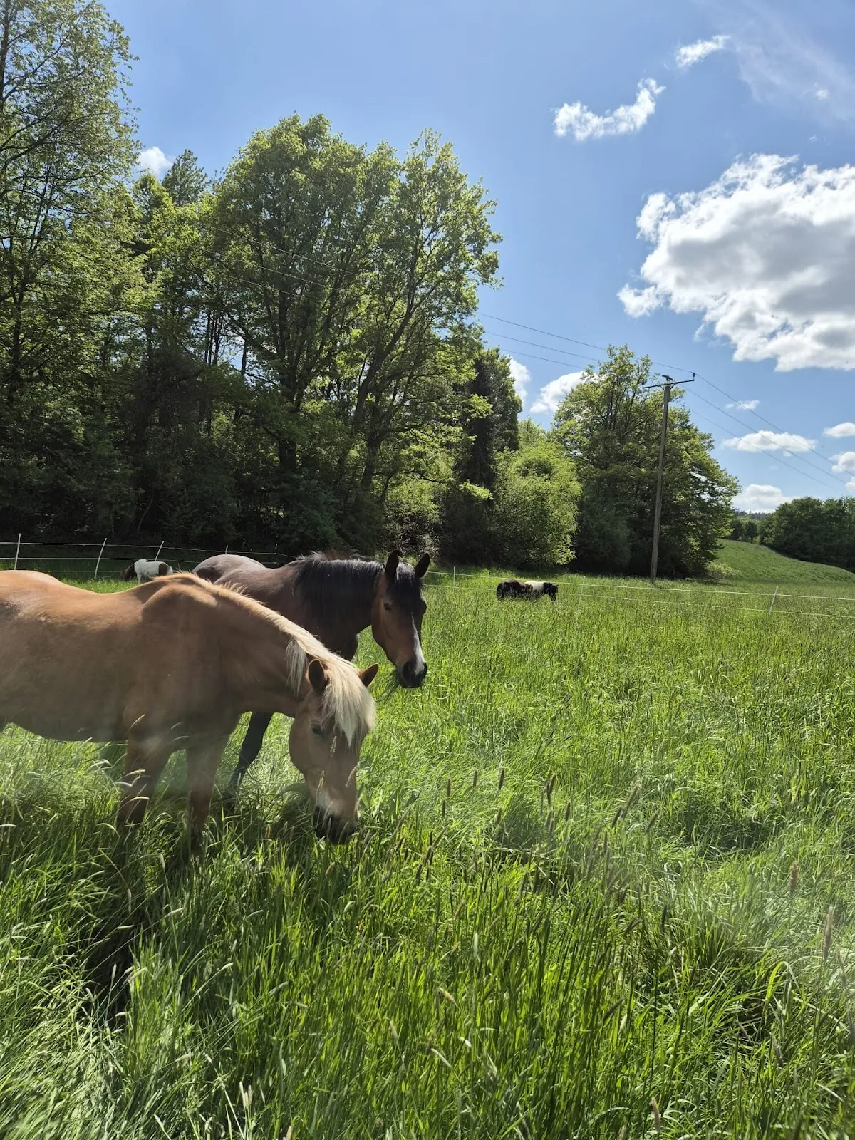 Вход в пещеры Вайтомо, Германия