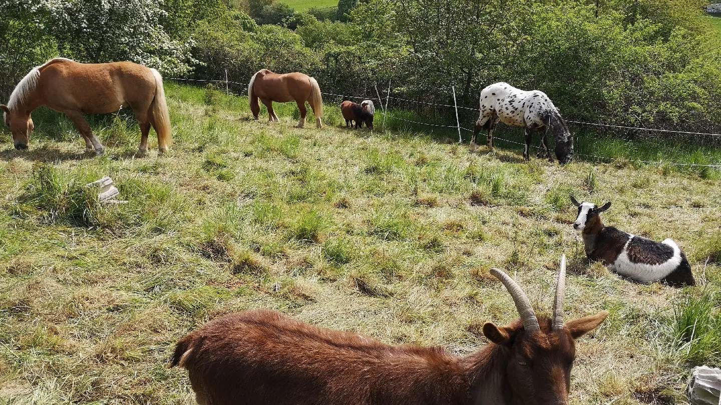 Вход в пещеры Вайтомо, Германия