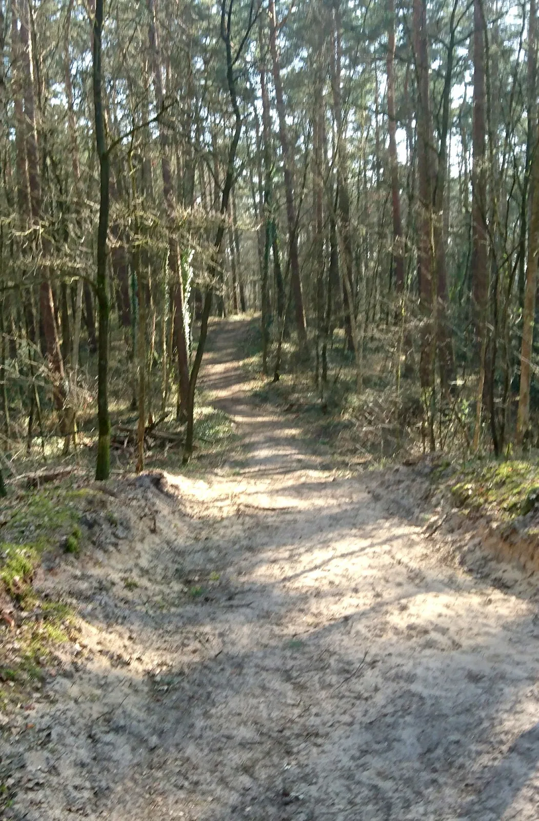 Пешеходный маршрут Альтенцелле C1, лес